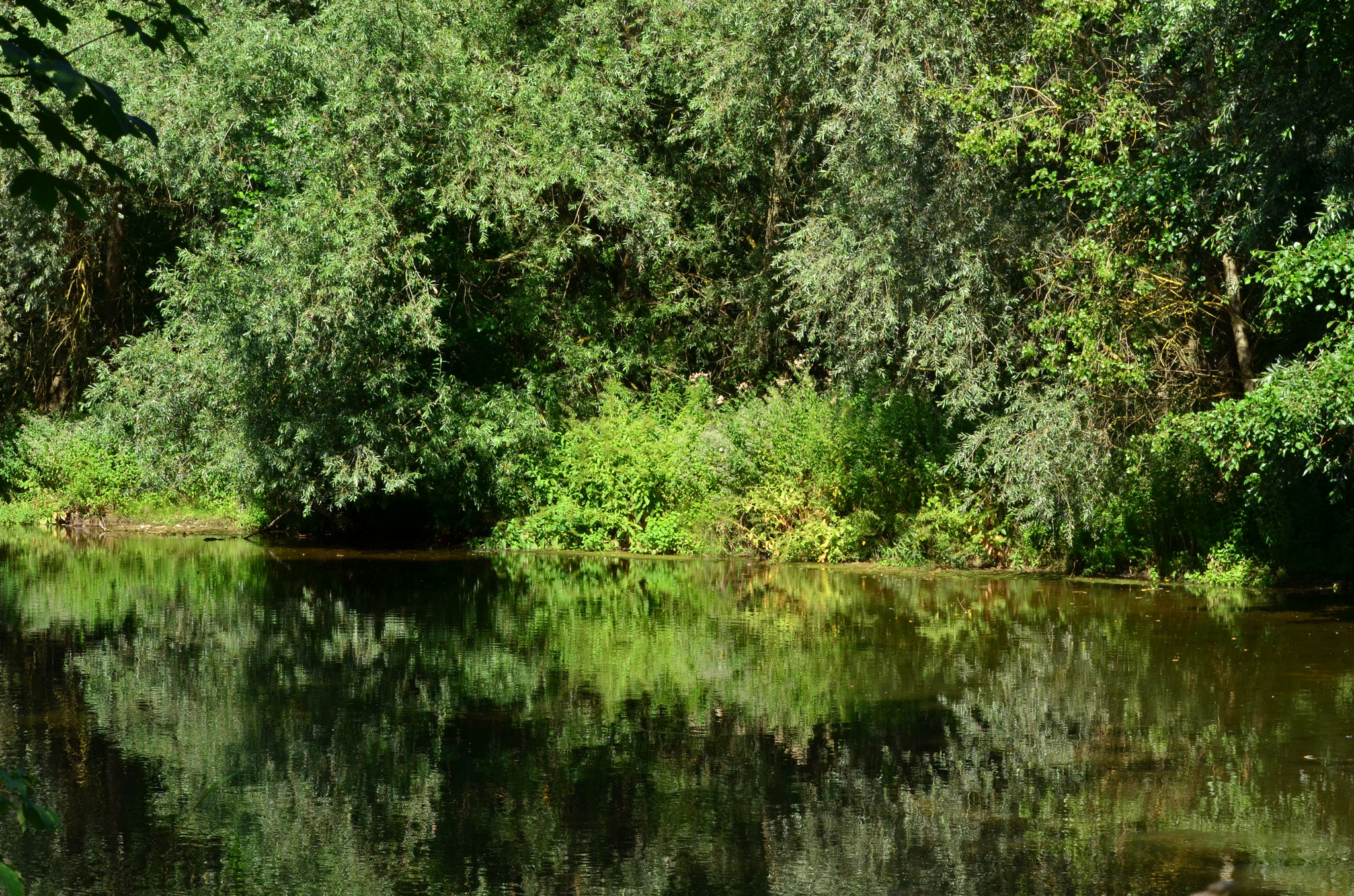 Reflets de verdure
