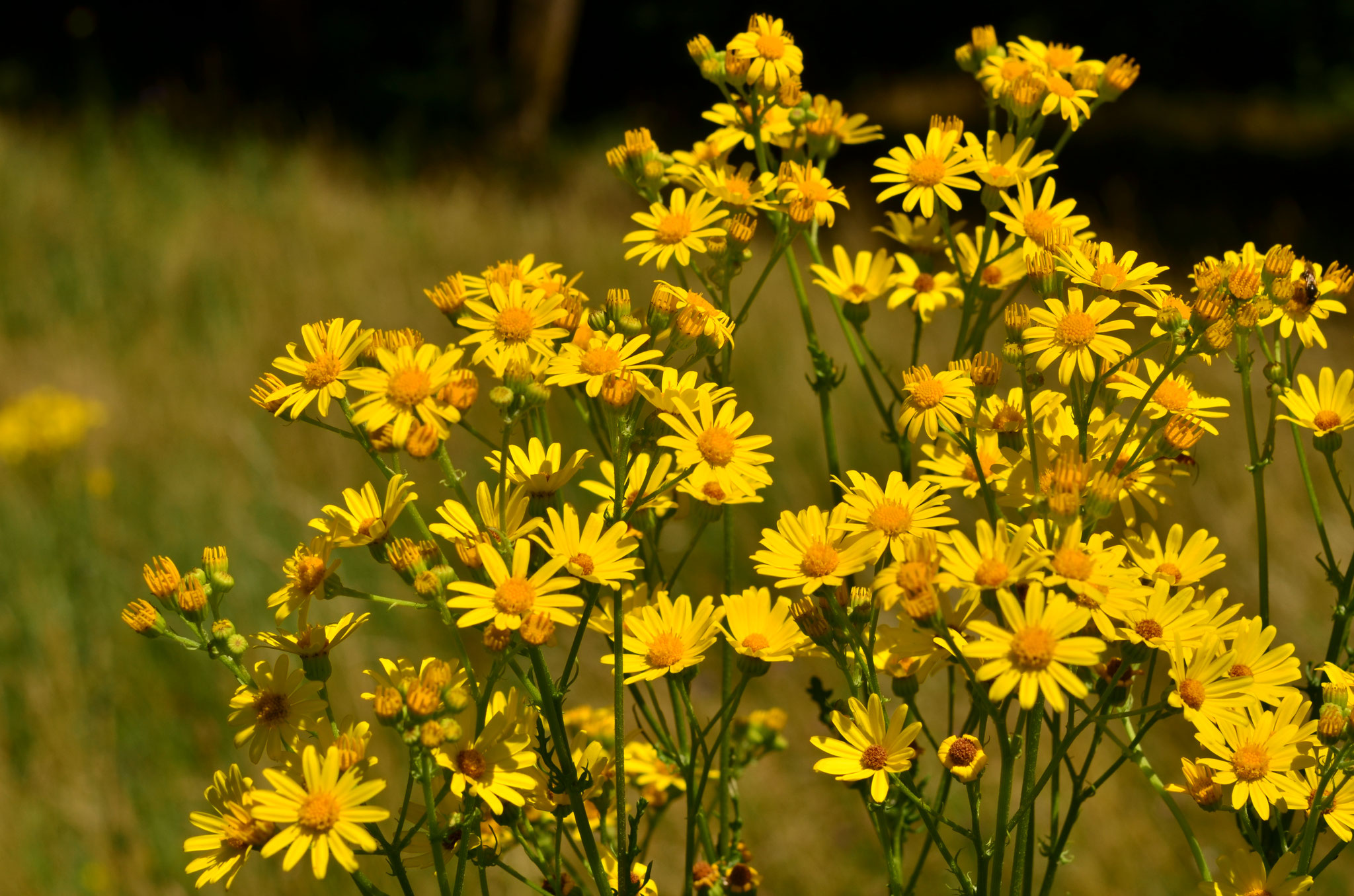 Prairie jaune
