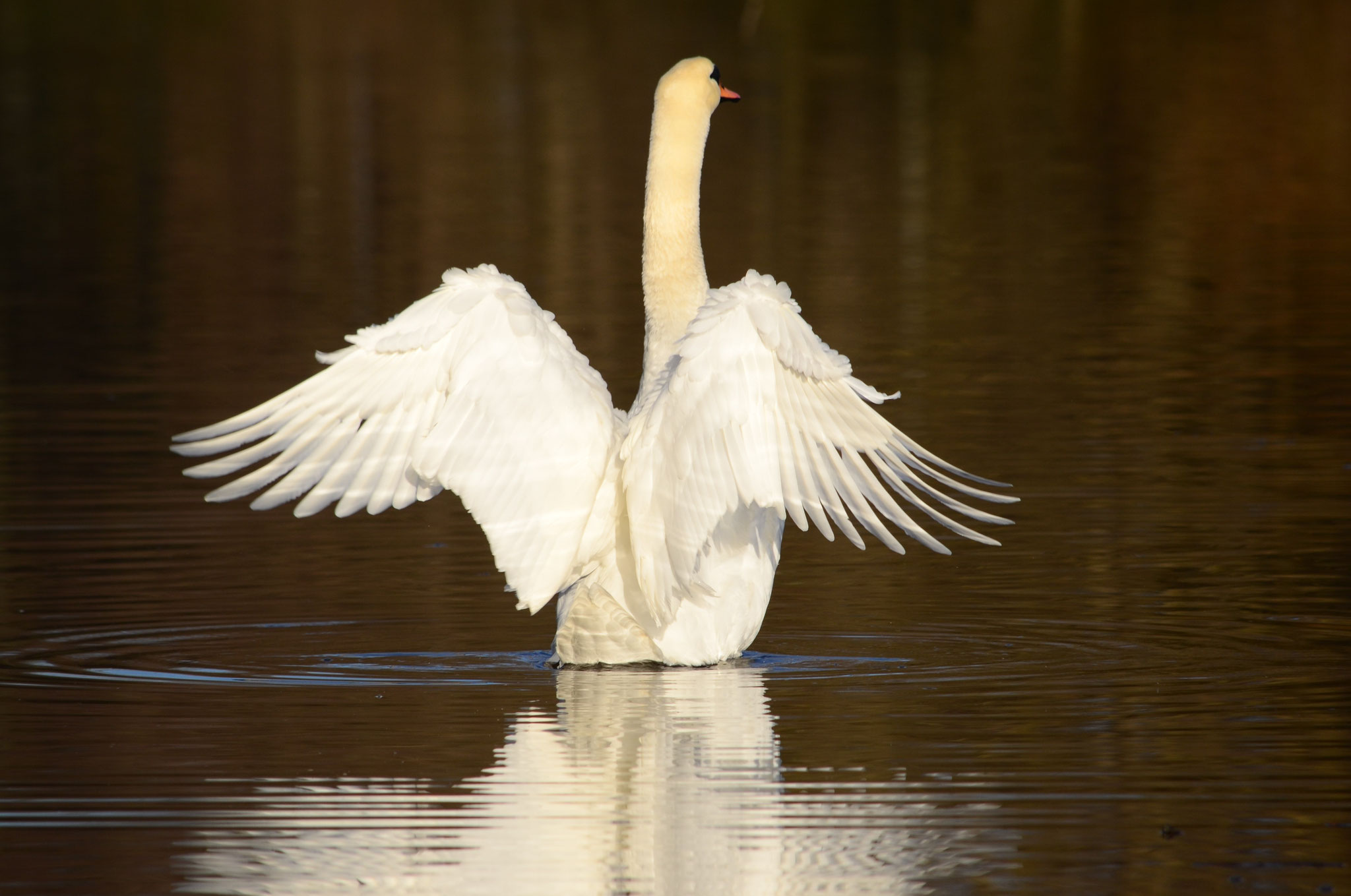 Cygne étendant ses ailes