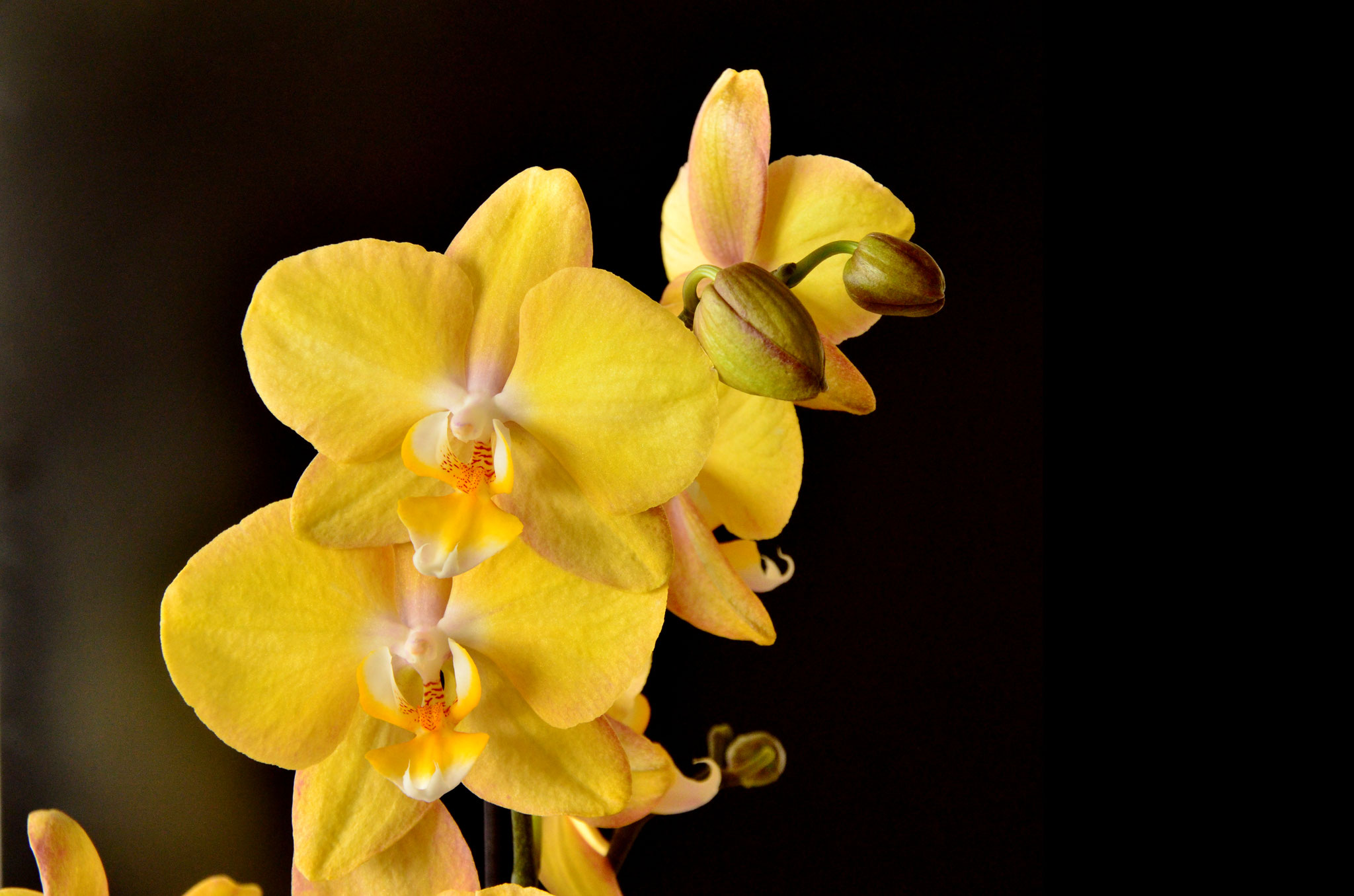 Orchidée