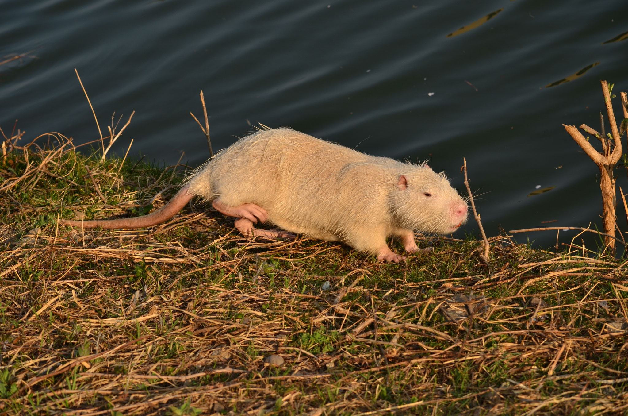 Ragondin albinos