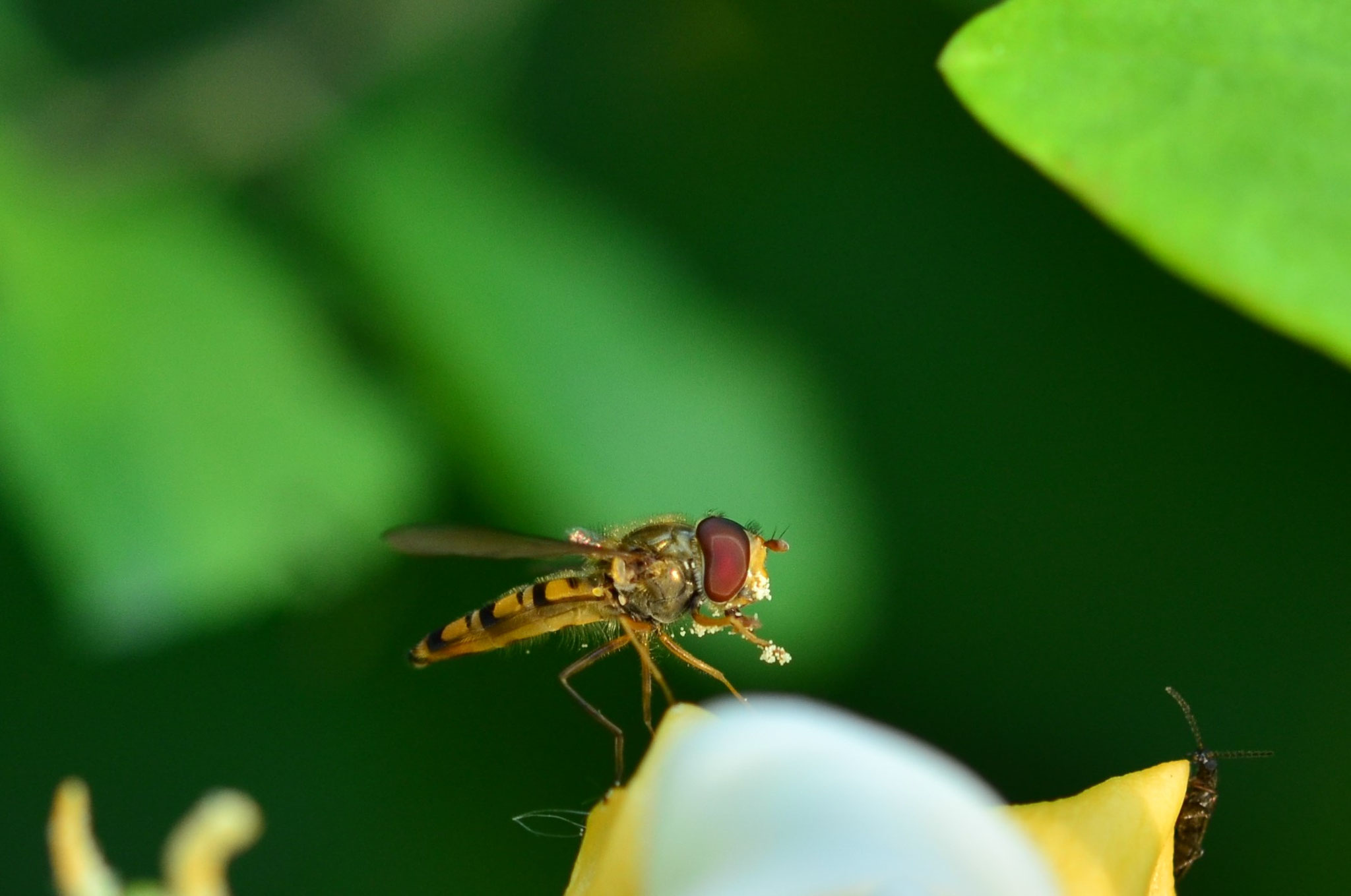 Comment se mettre du pollen partout