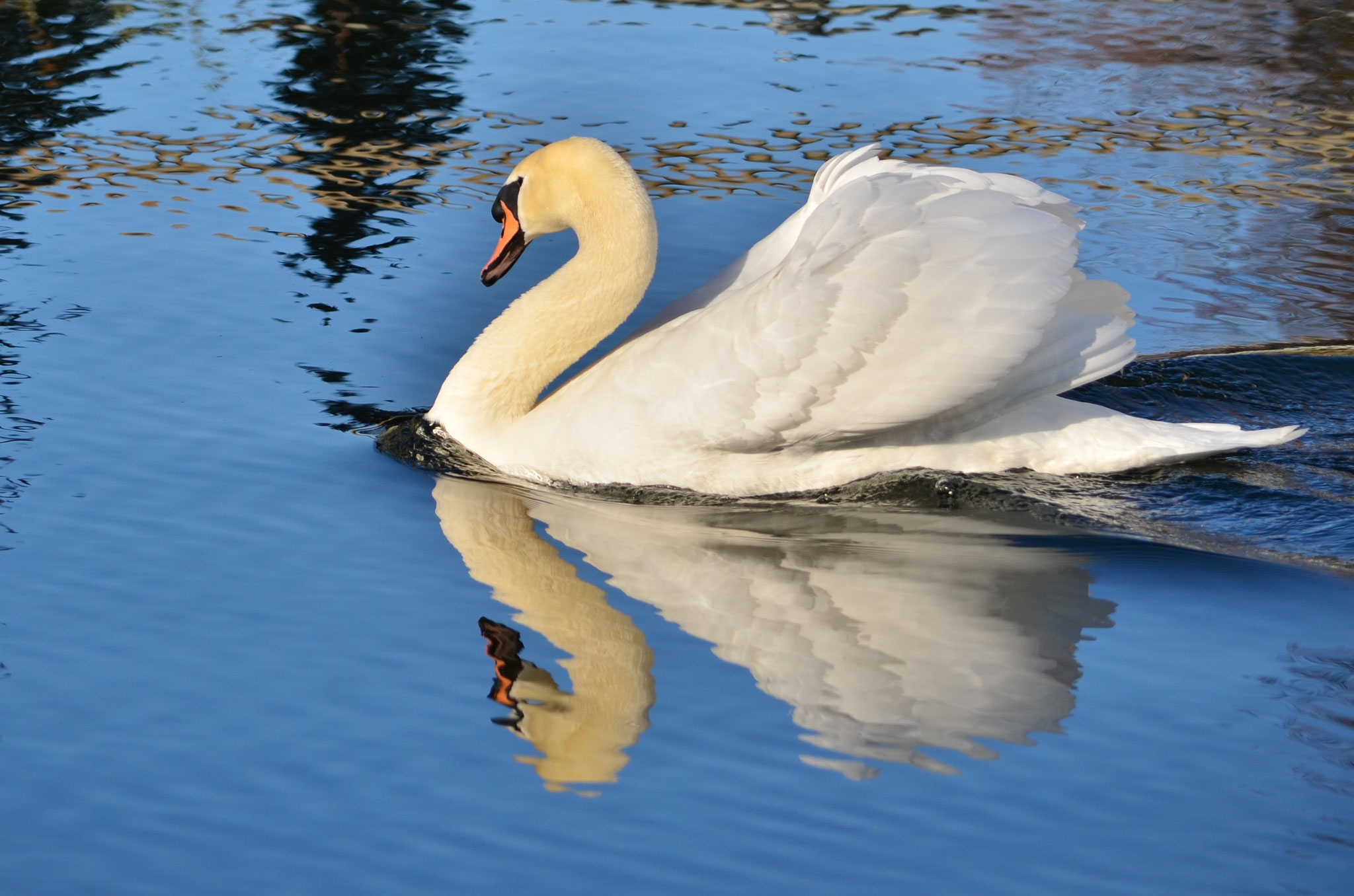 Cygne fendant les eaux