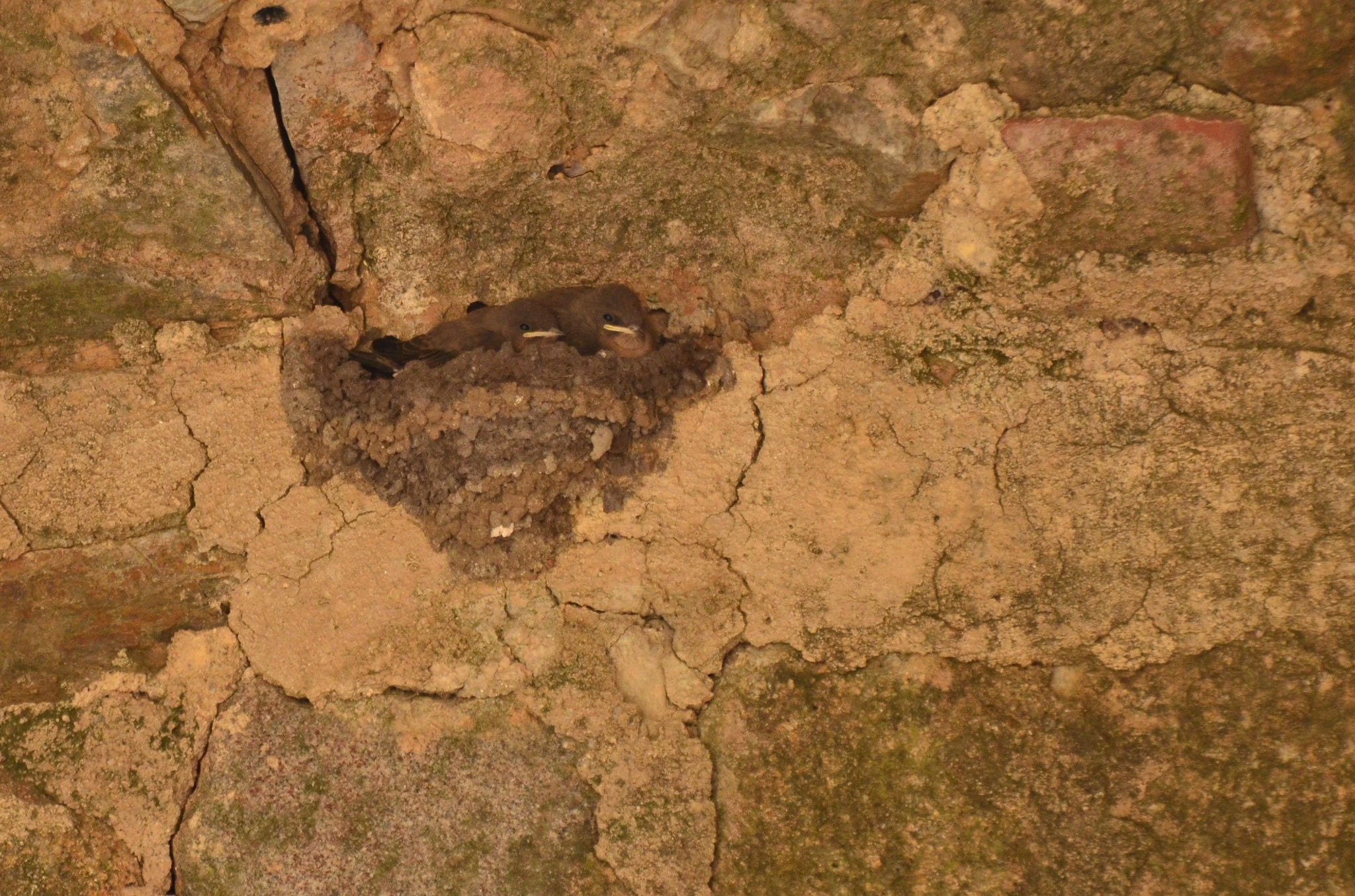 Bébés hirondelles (Marvão, Portugal)
