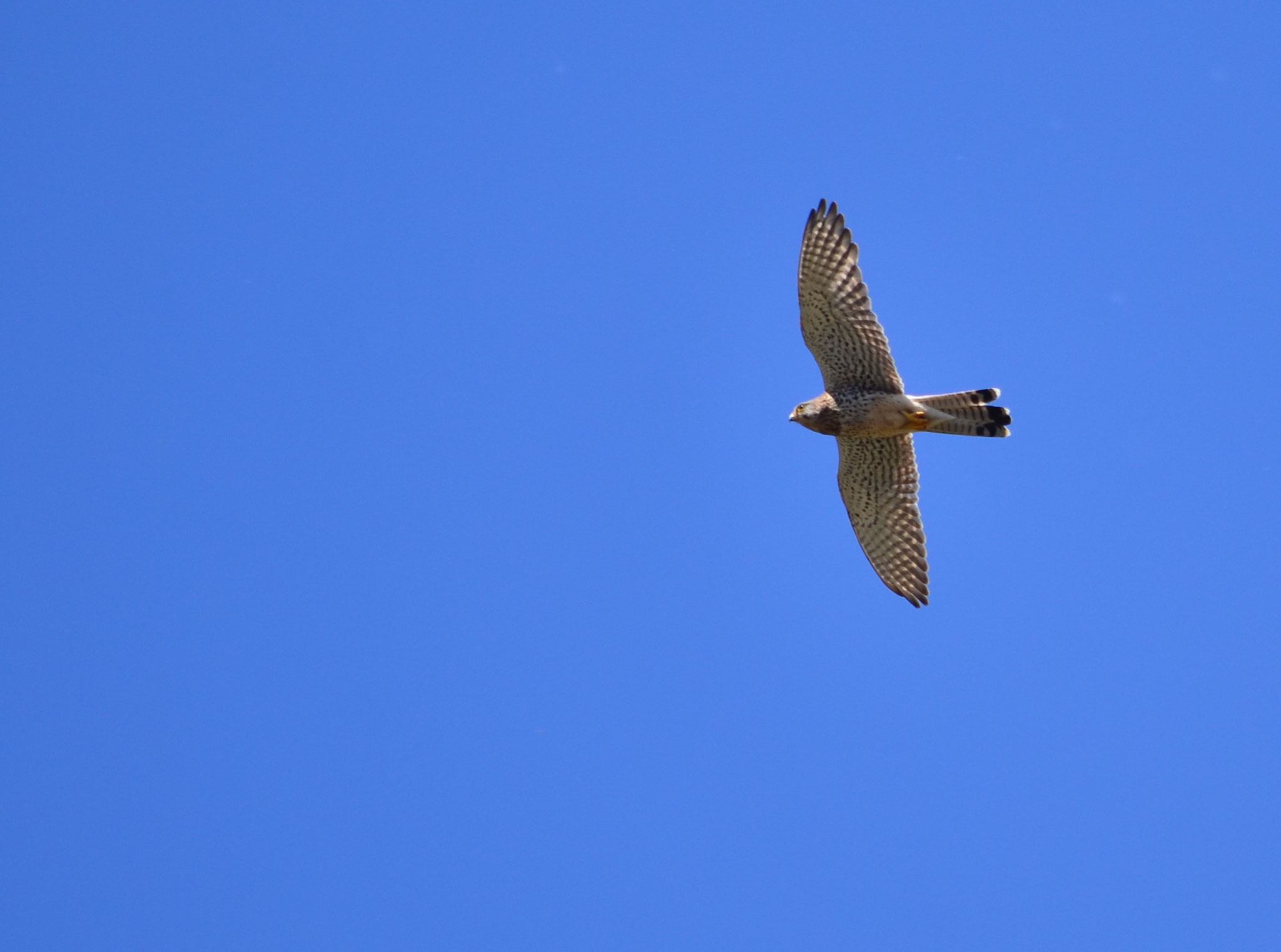 Faucon crécerelle (Turckheim, Haut-Rhin)  Mai 2017