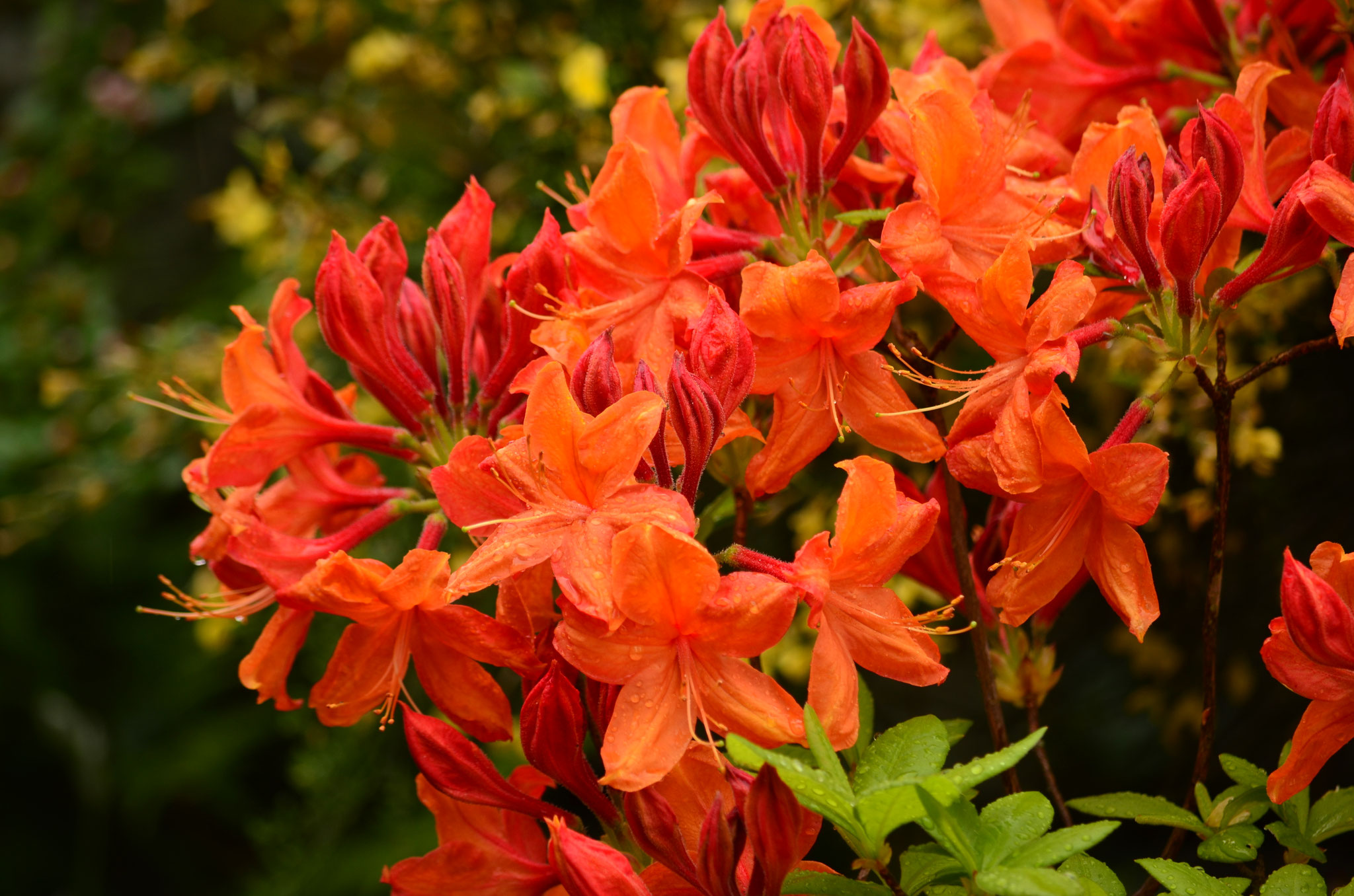 Rhododendrons