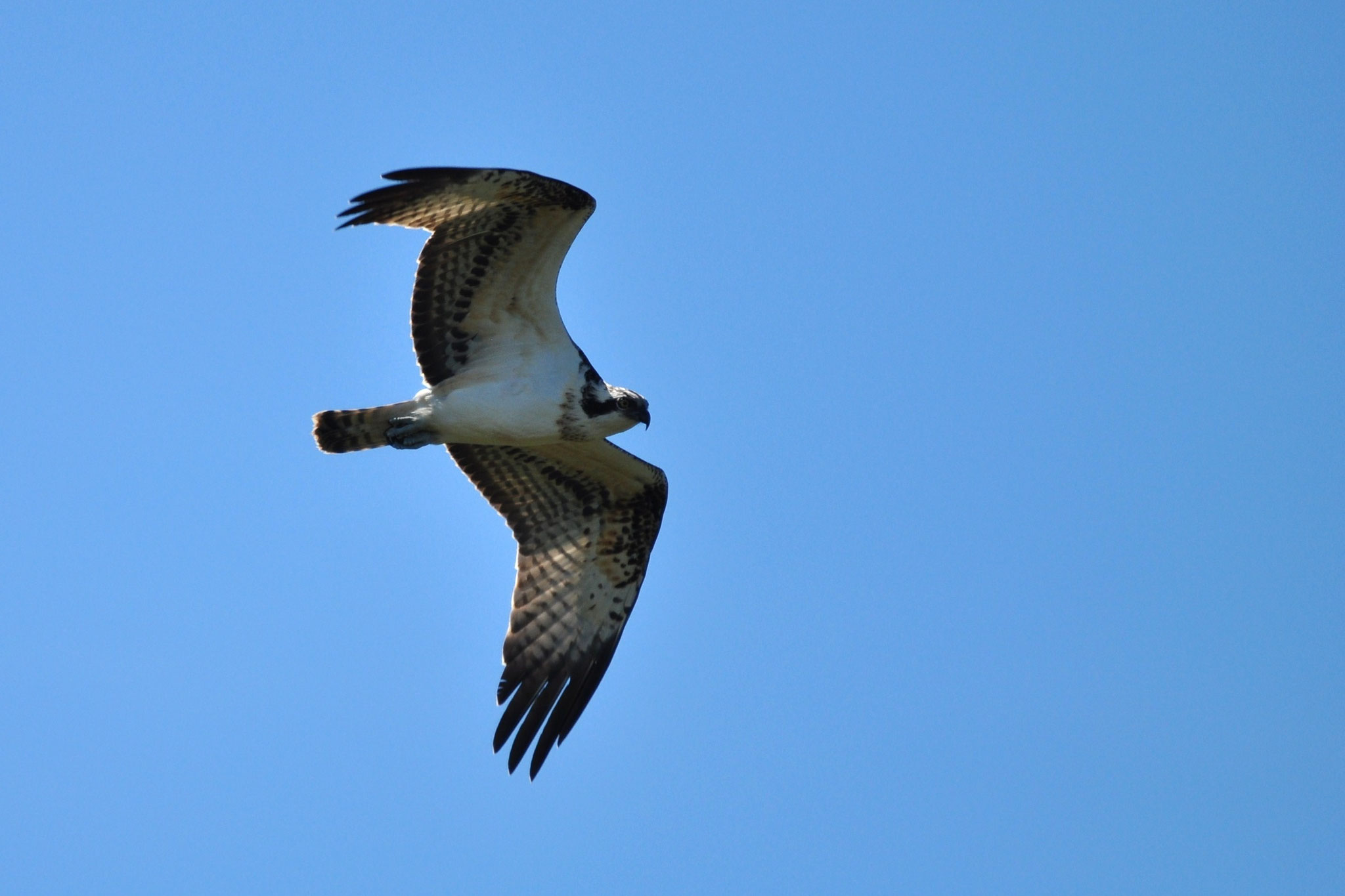 Balbuzard pêcheur (Alsace, France)