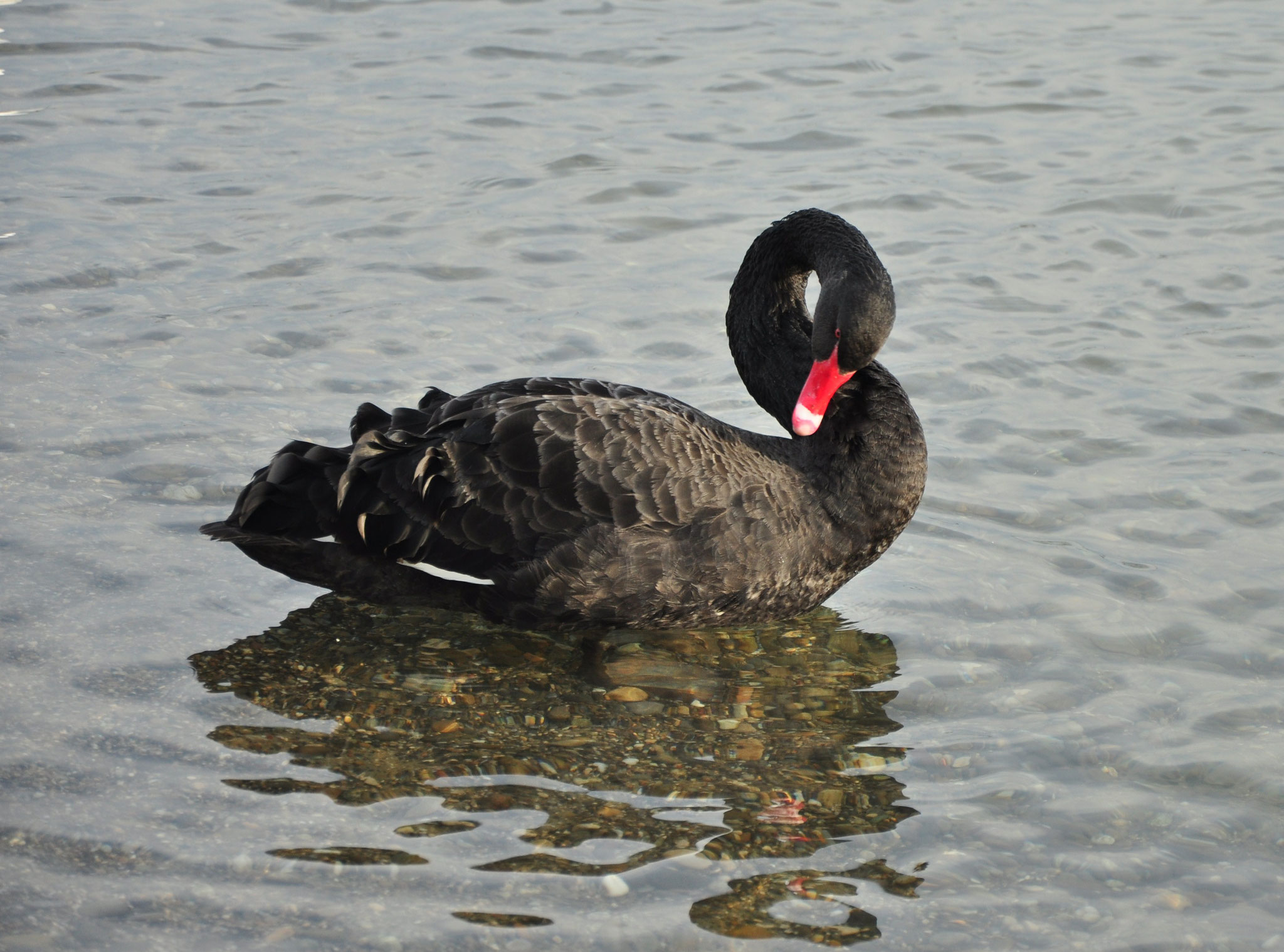 Cygne noir (Huningue, Haut-Rhin)  Janvier 2014