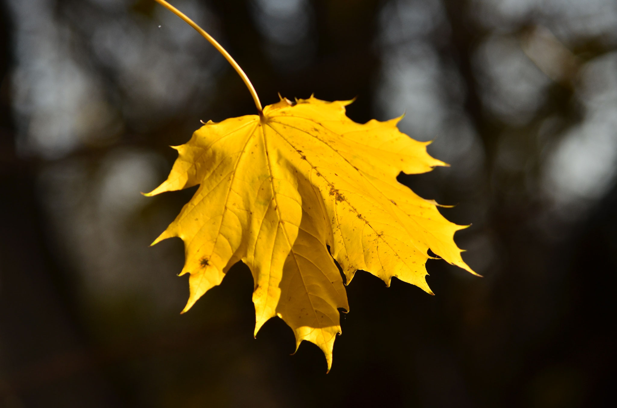 Trésor d'automne