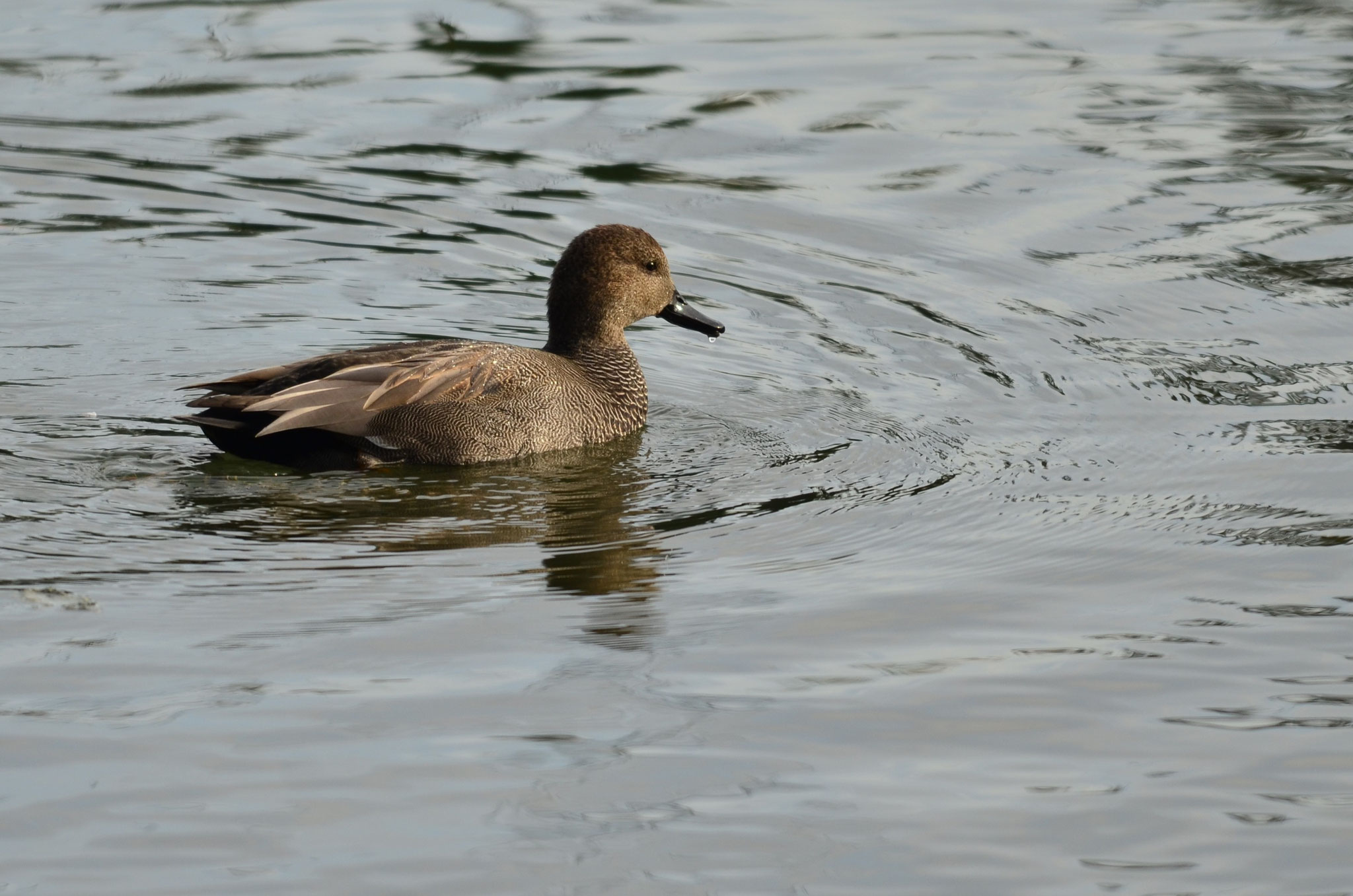 Canard chipeau (Alsace, France)