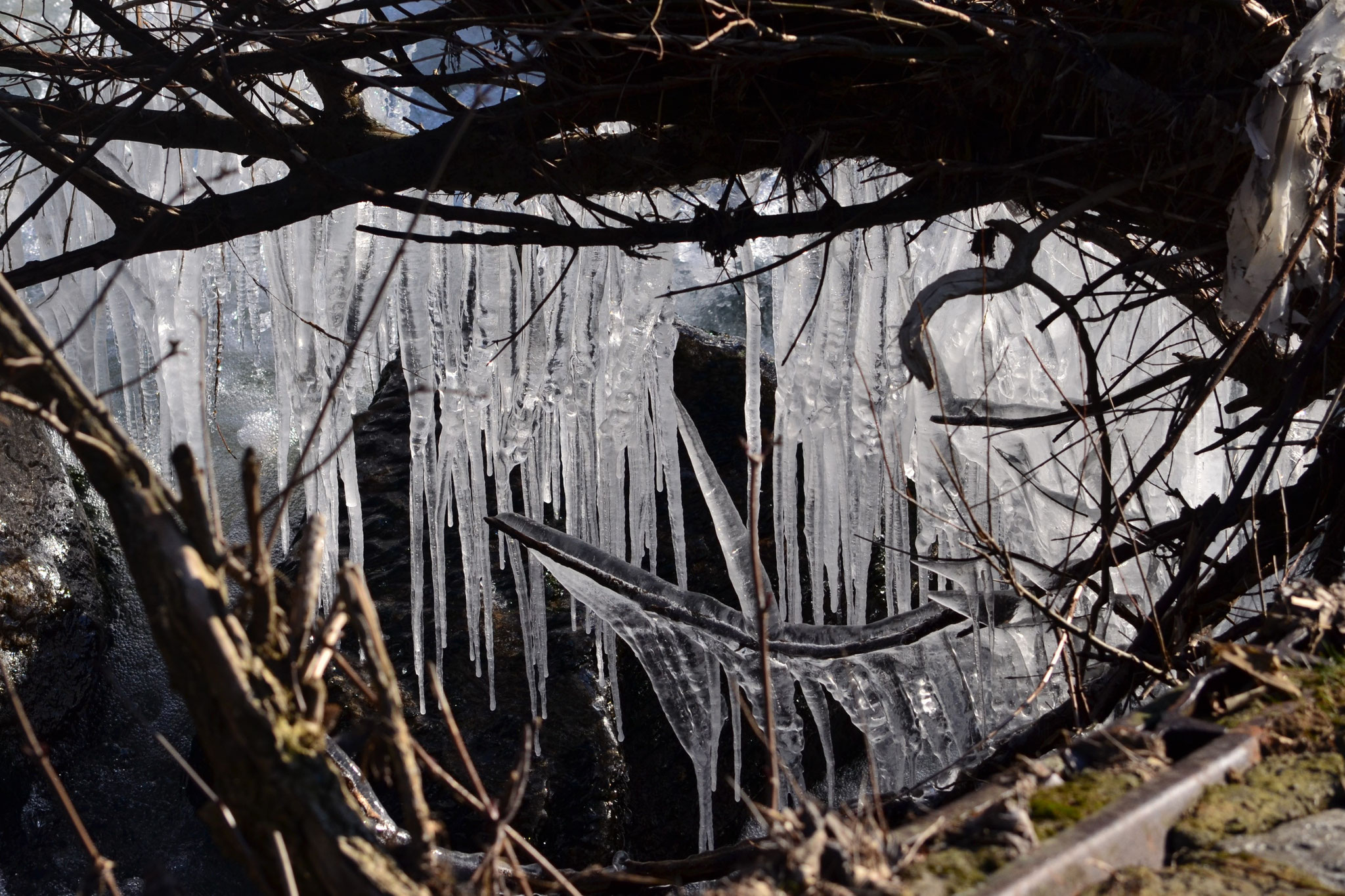 Morsure de l'hiver