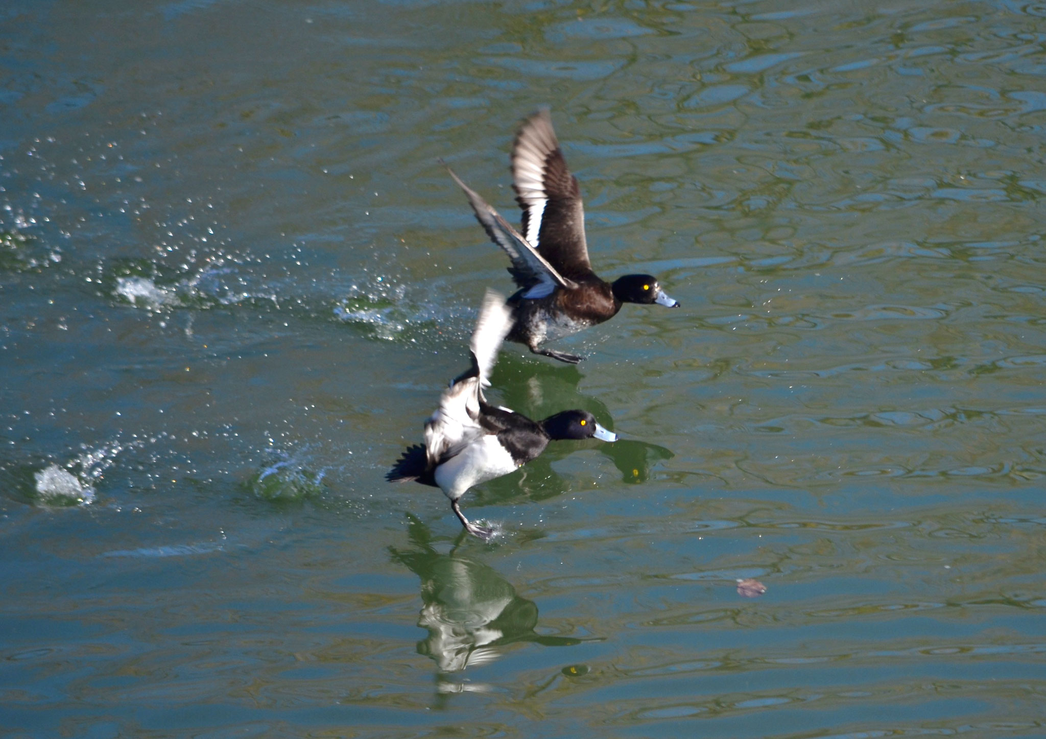 Fuligules morillons (Berge de l'Ill, Haut-Rhin)  Février 2019