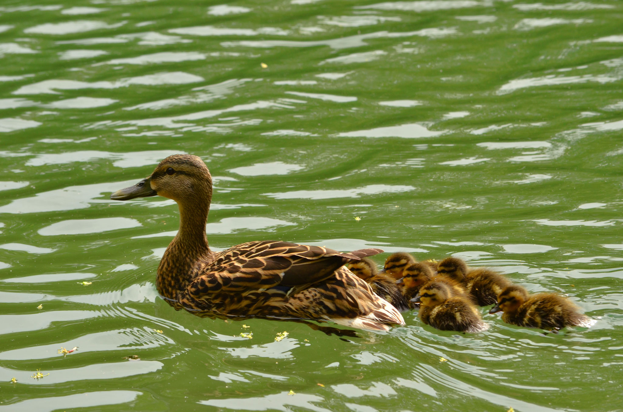 Cane colvert (Alsace, France)
