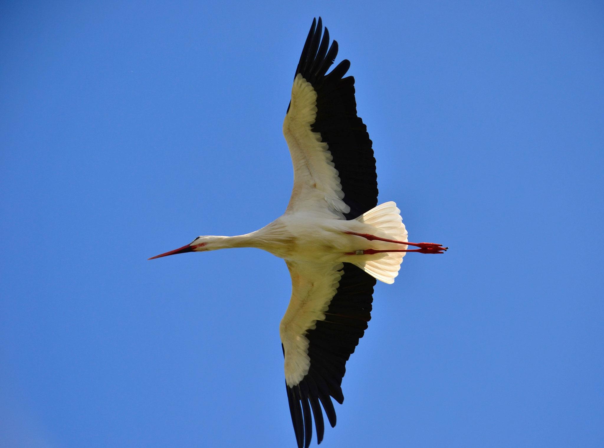 Cigogne blanche