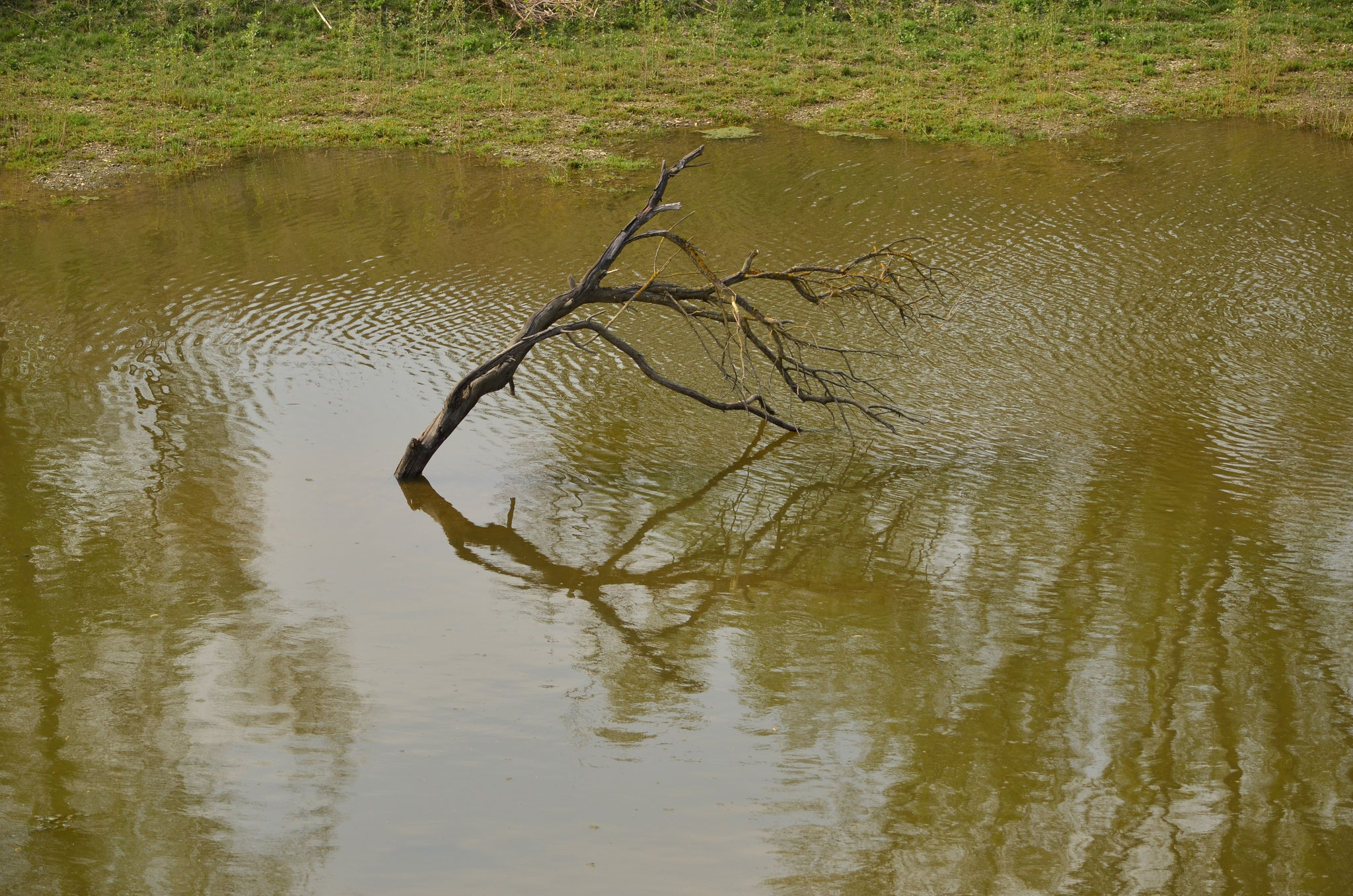 Reflet d'une branche morte