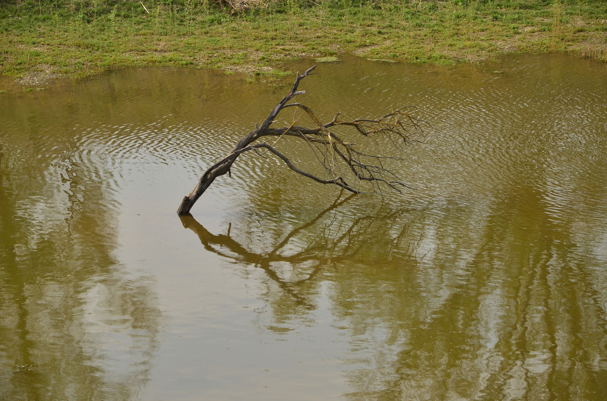 Reflet d'une branche morte