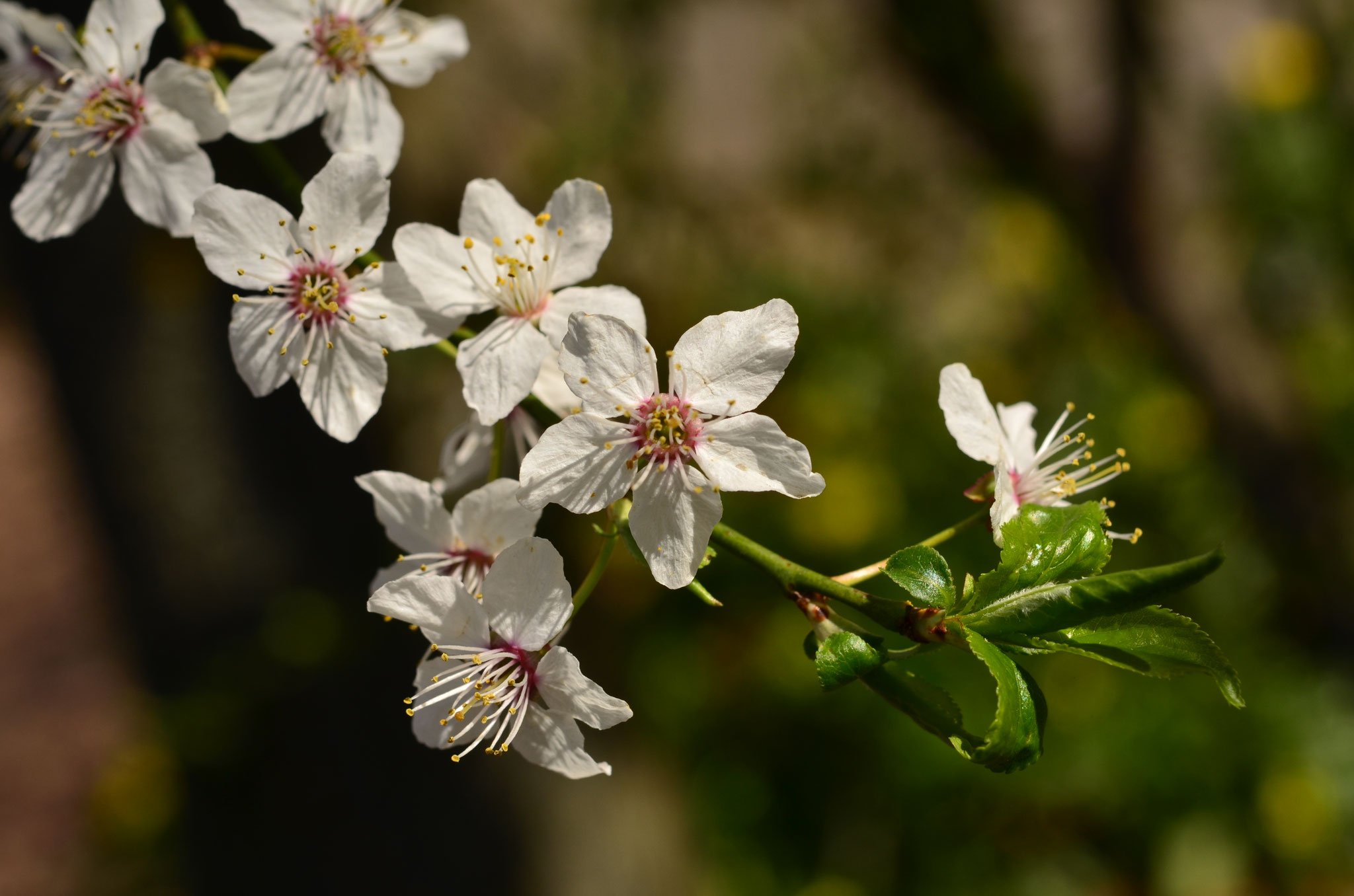 Fleurs de prunus