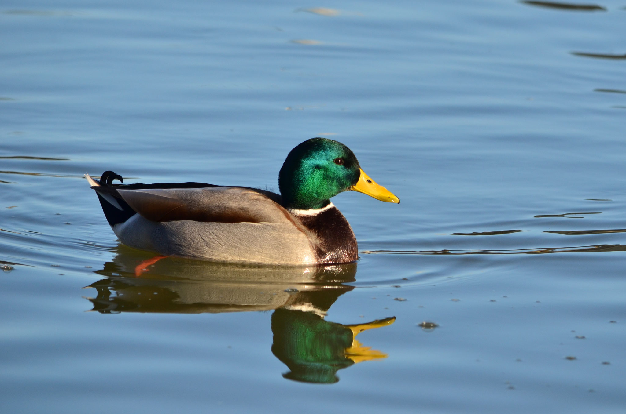 Canard colvert (Alsace, France)