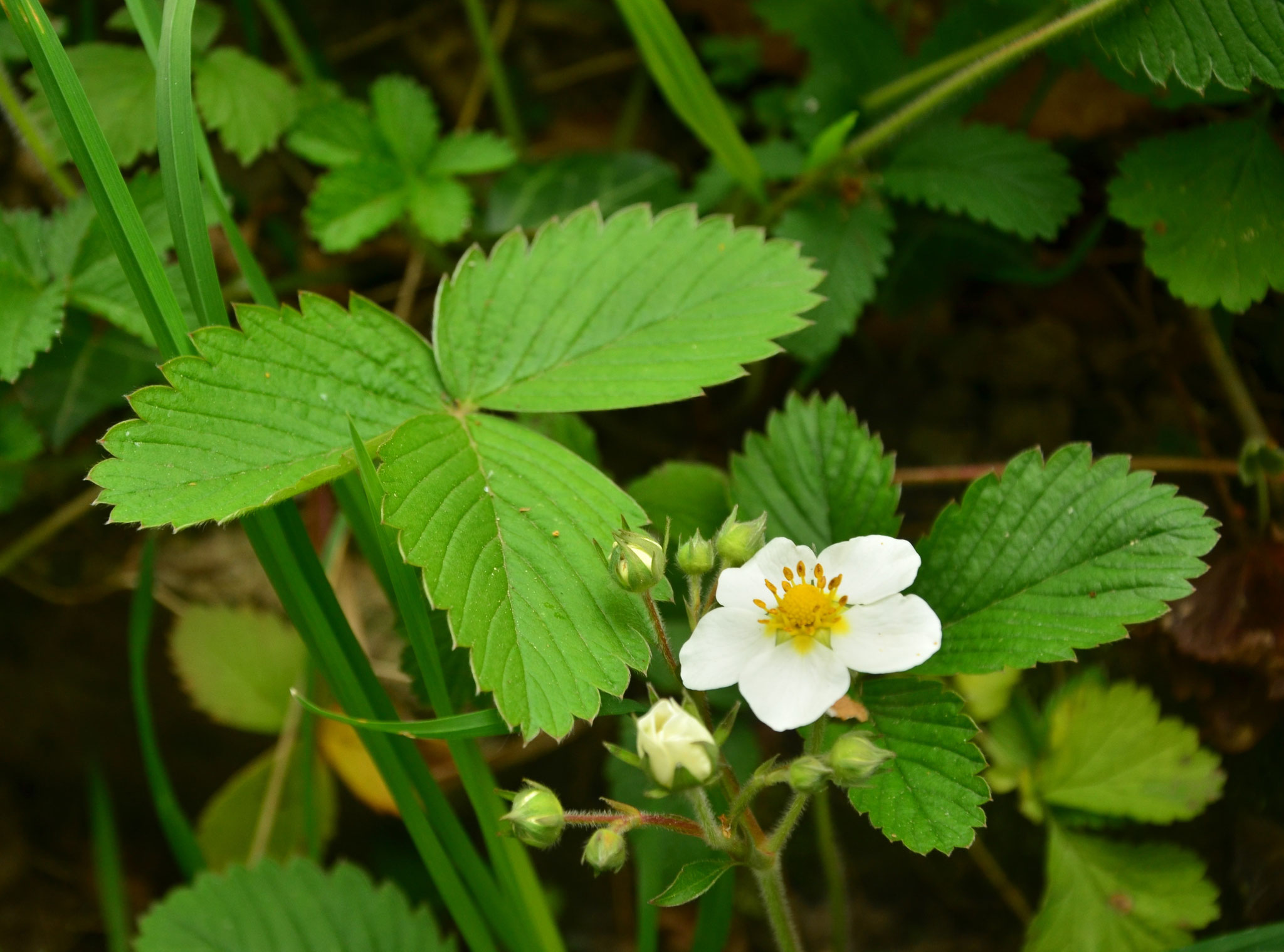 Fraisier (Thann, Haut-Rhin)  Avril 2017