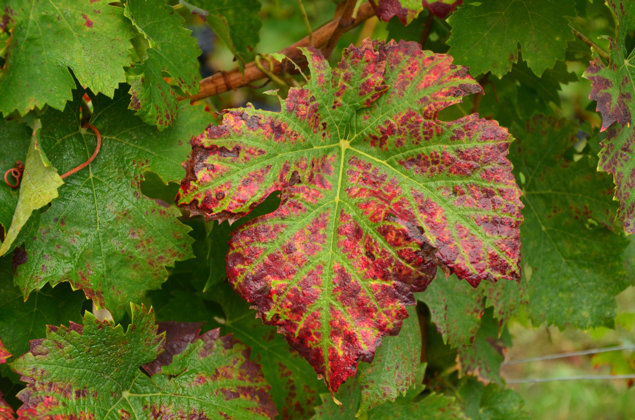 Feuille de vigne
