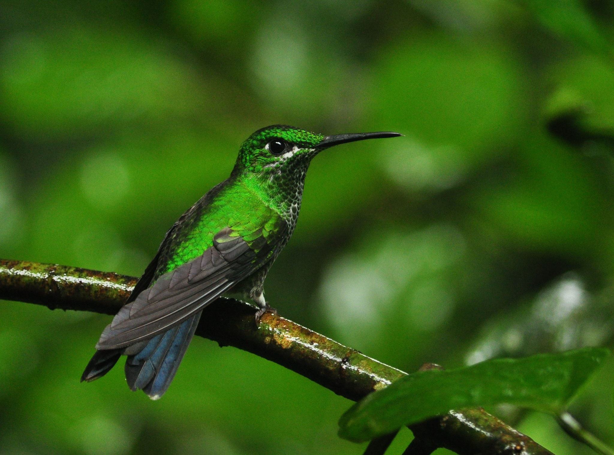 Colibri "brillant fer de lance" (Forêt de Monteverde, Costa Rica)  Juillet 2014