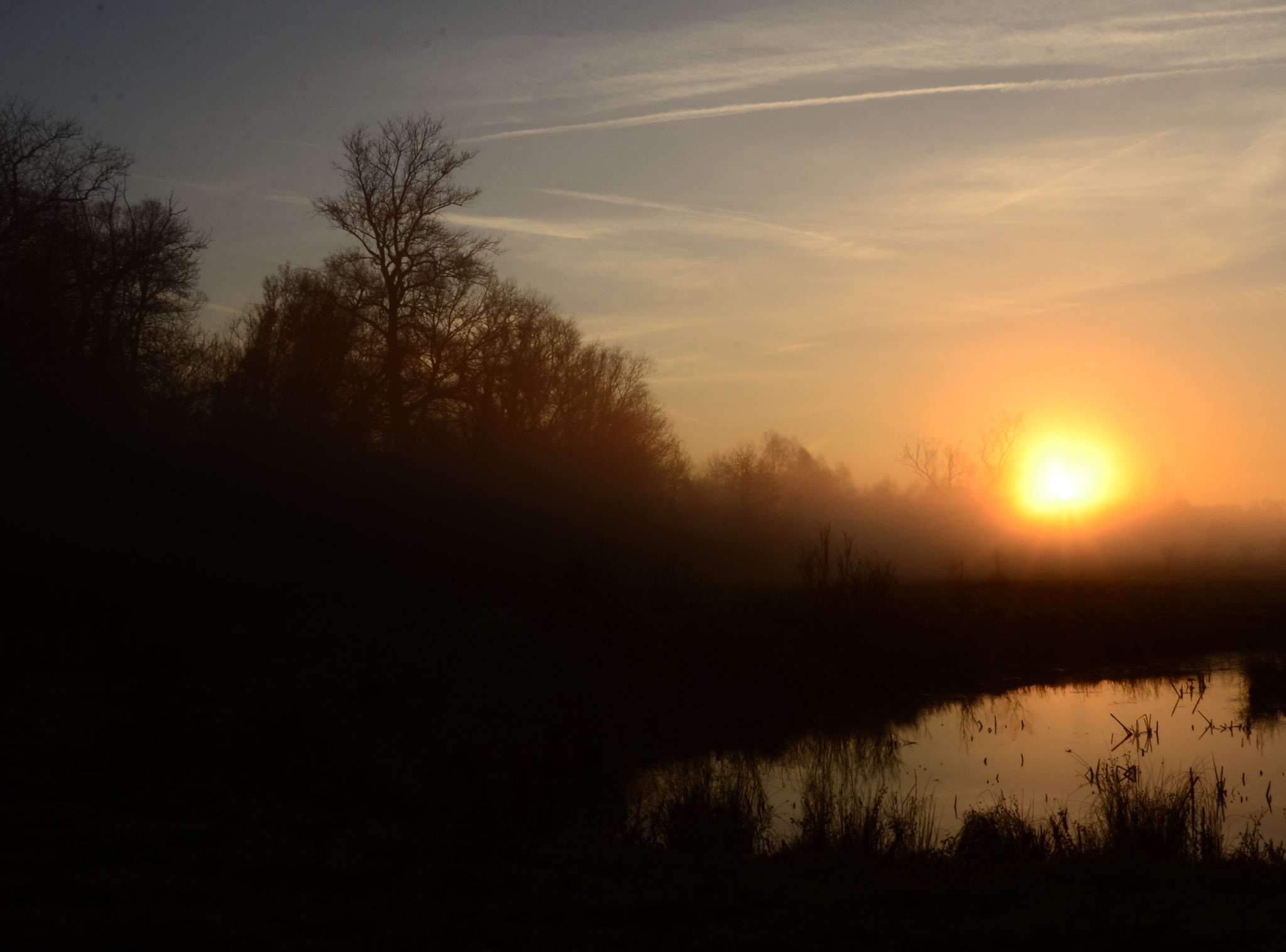 Soleil levant sur la mare (Petite Camargue alsacienne, Haut-Rhin)  Décembre 2015