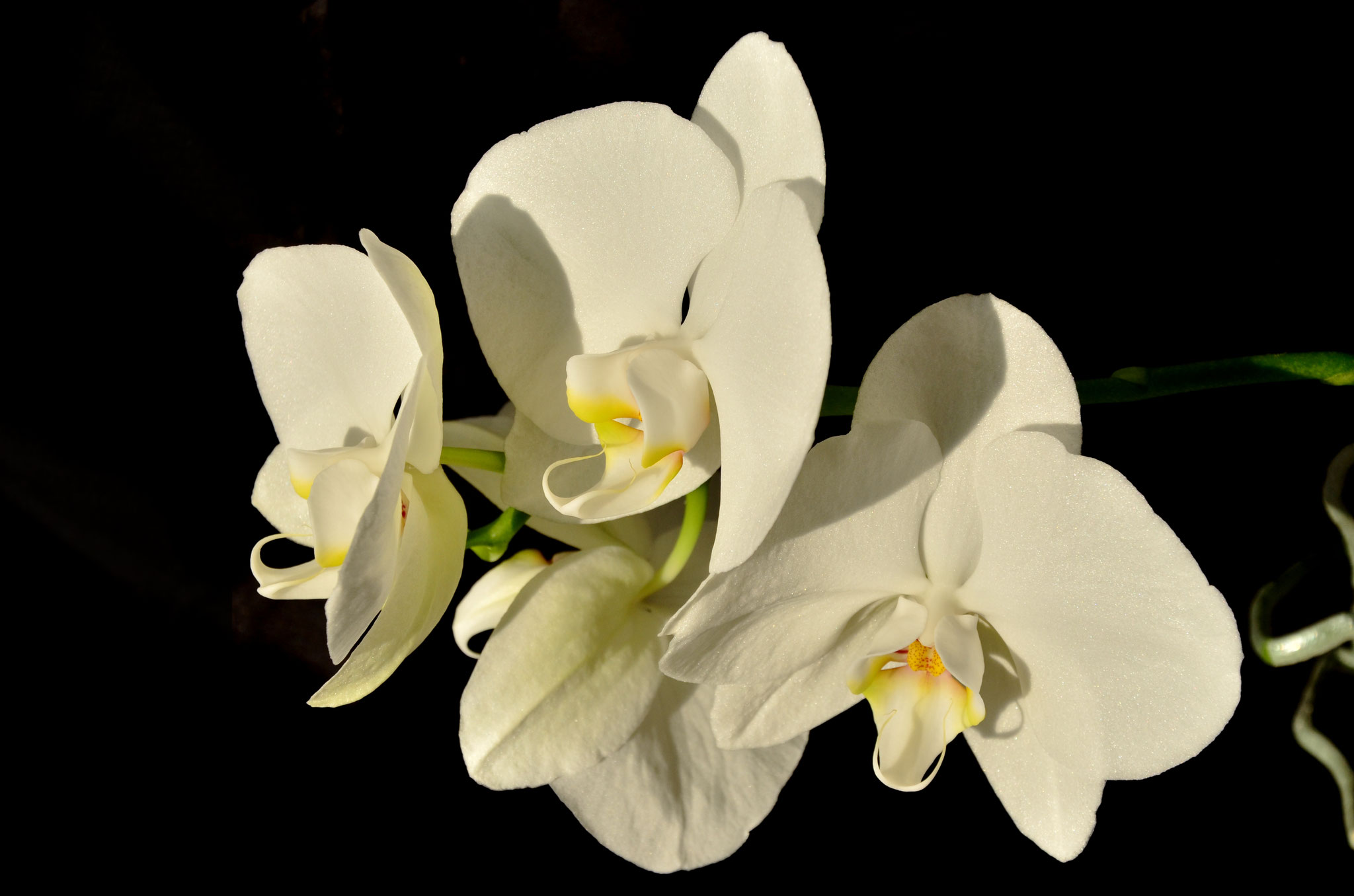 Orchidées