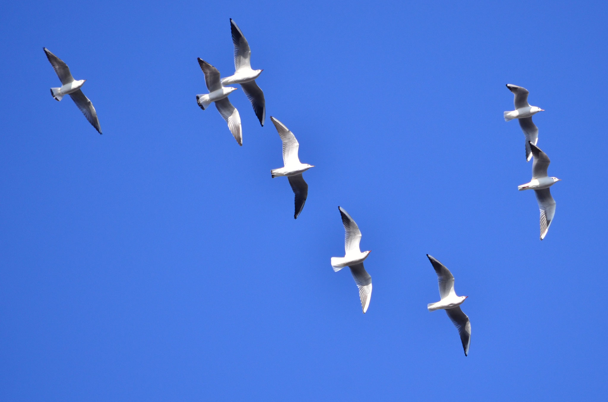 Mouettes en vol