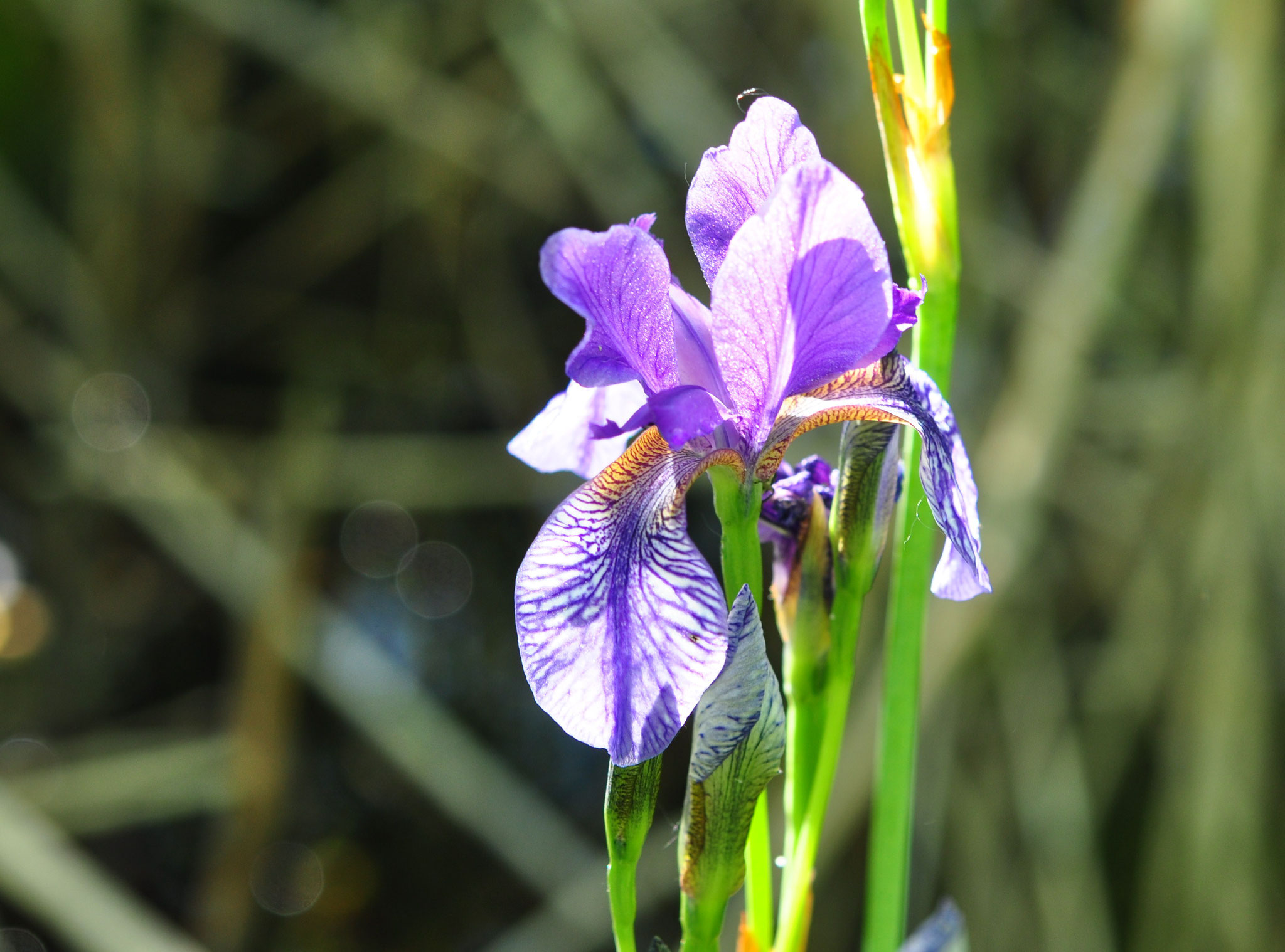 Iris de Sibérie (Glaisière de Guewenheim, Haut-Rhin)  Juin 2013