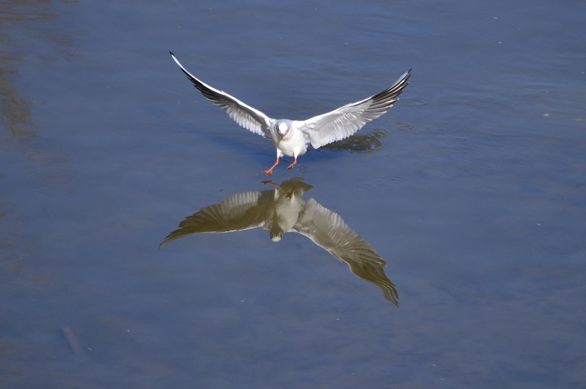Mouette en vol et son reflet