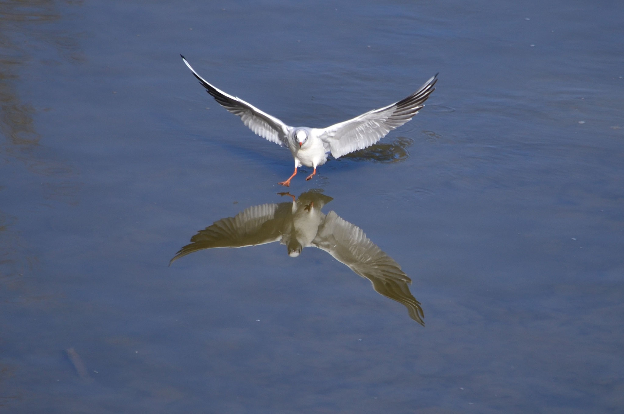 Mouette en vol et son reflet
