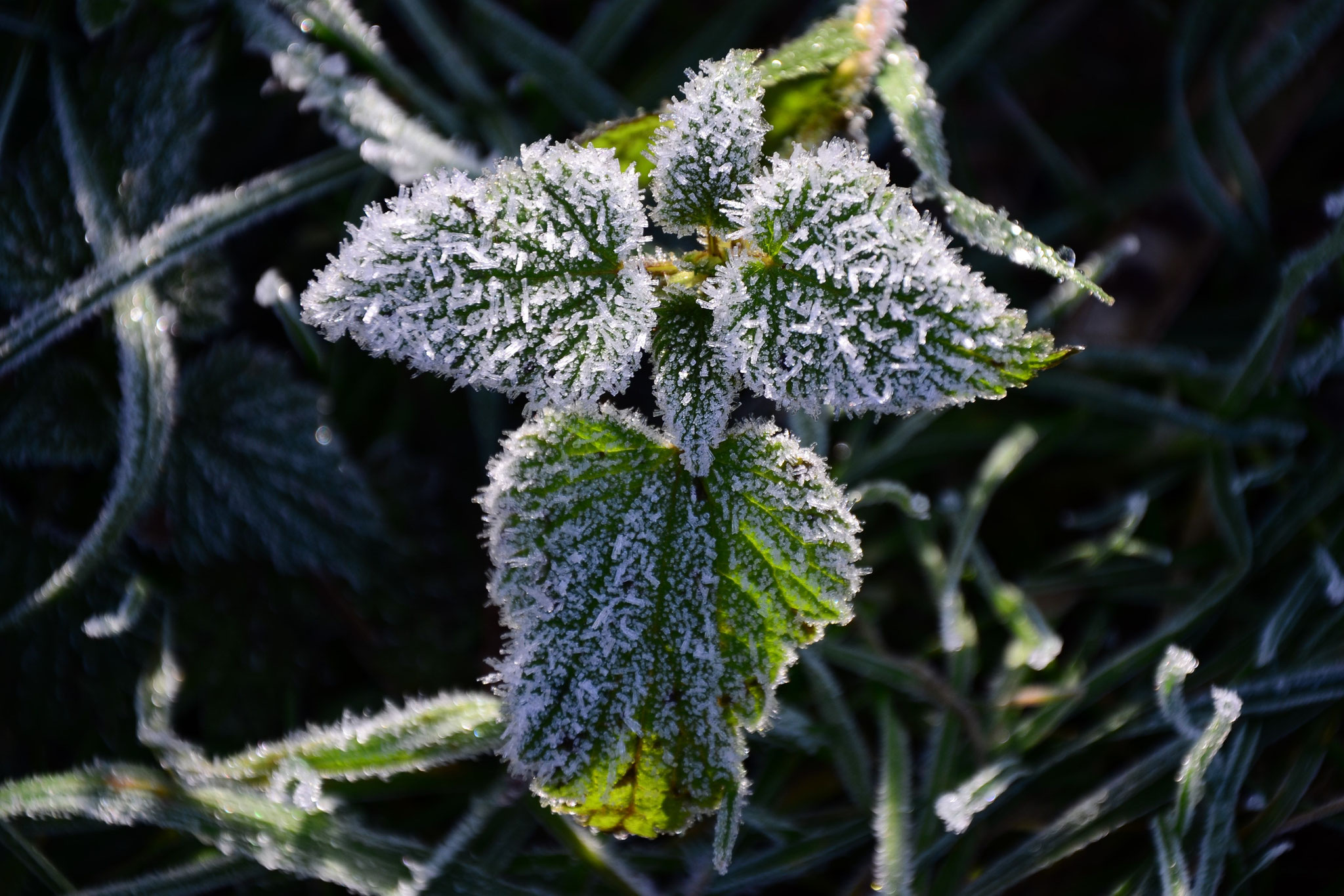 Dentelle de givre