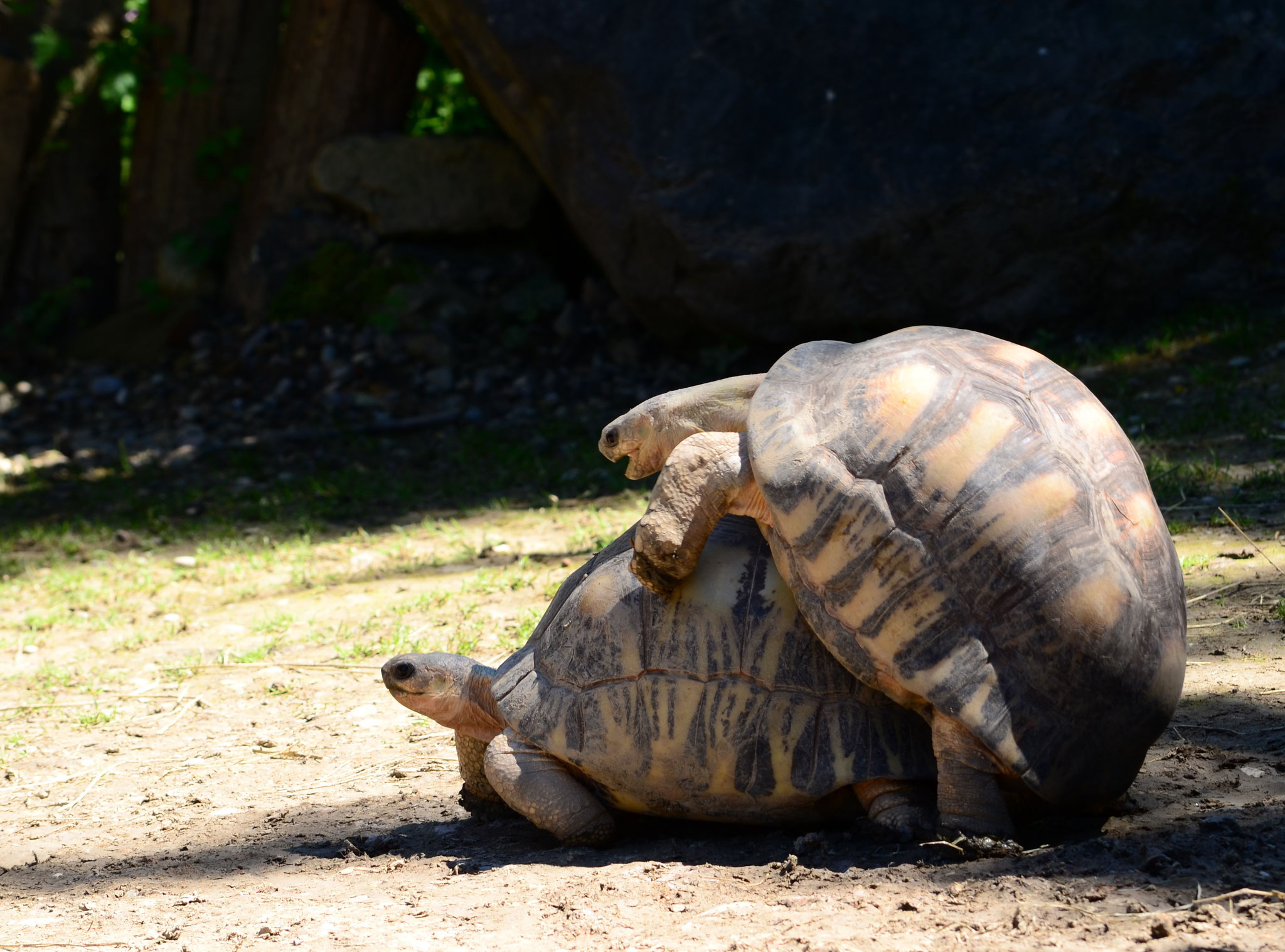 Tortues rayonnées en train de s'accoupler