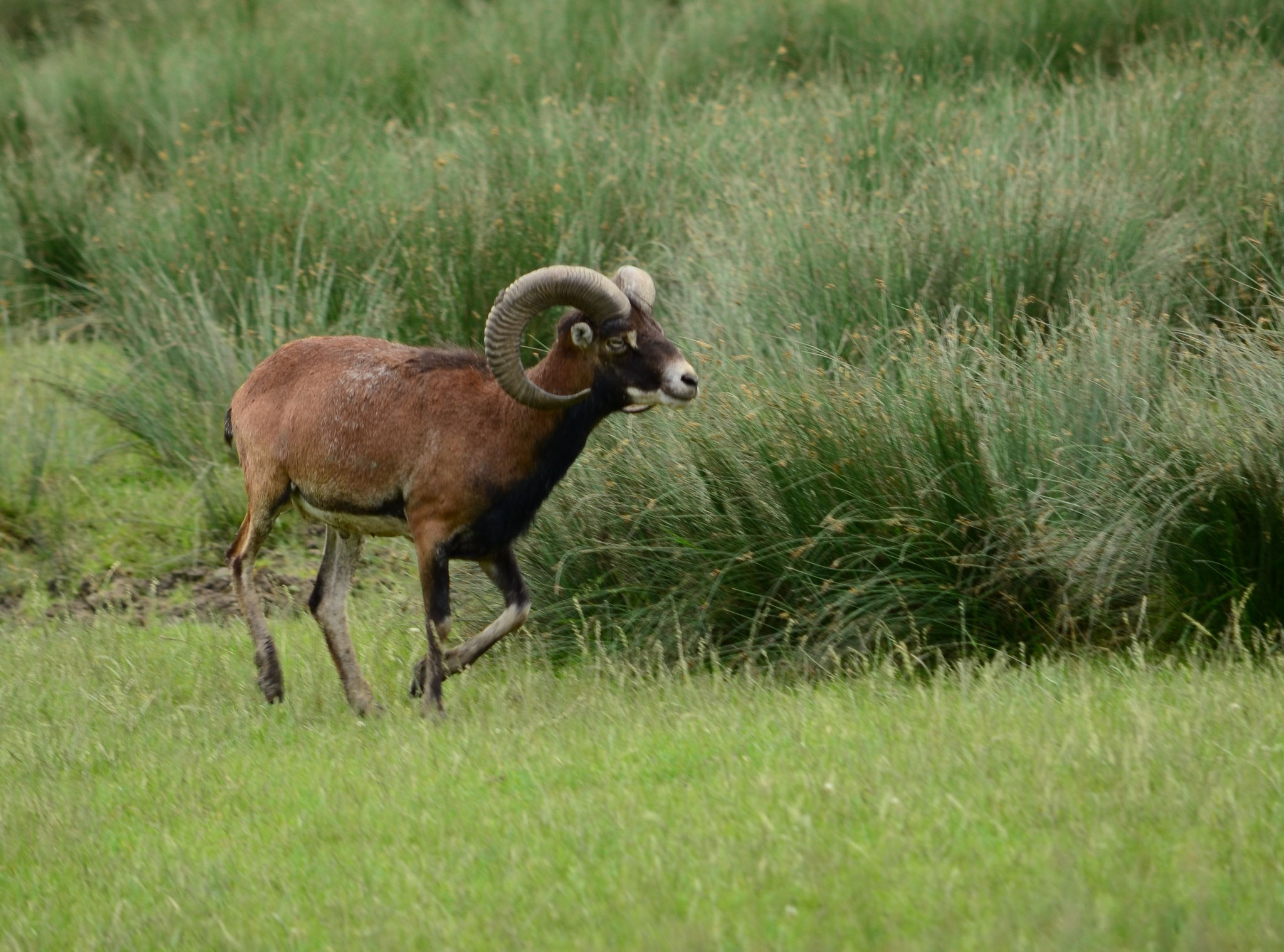 Mouflon