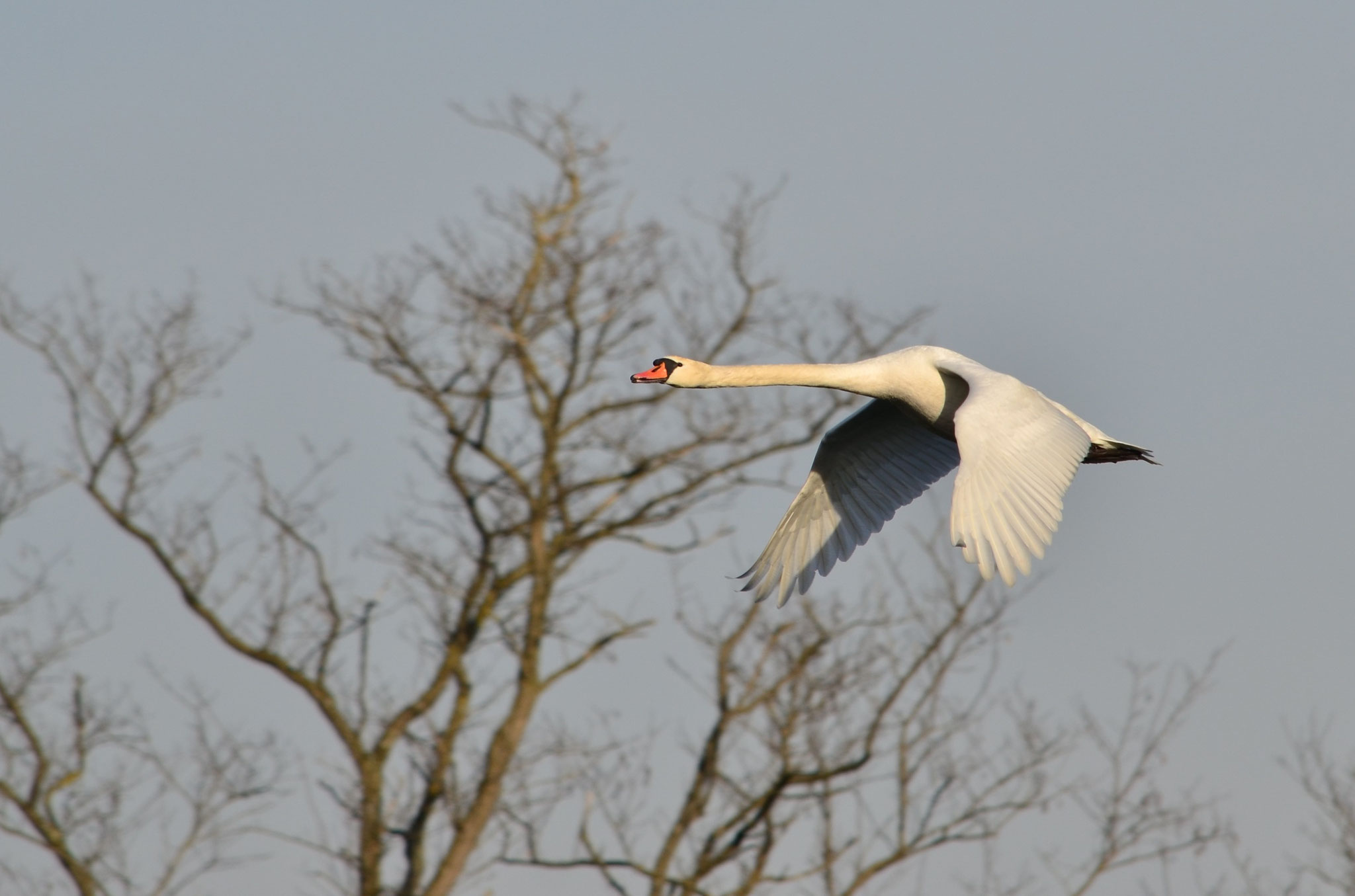 Cygne tuberculé (Alsace, France)