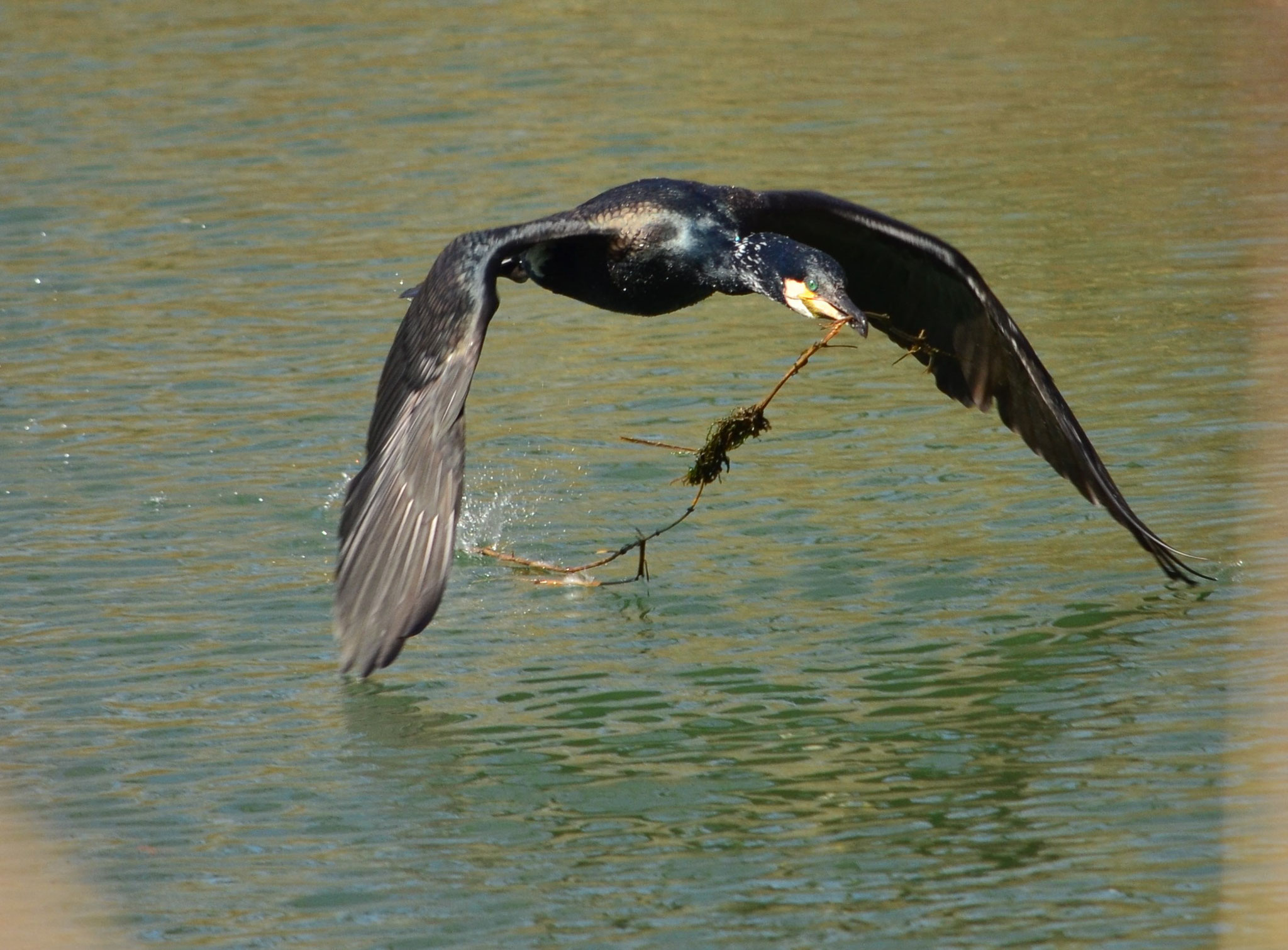 Grand cormoran (Petite Camargue alsacienne, Haut-Rhin)  Avril 2018