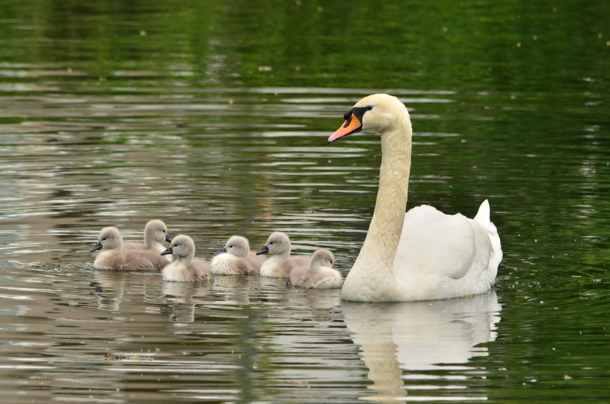 Cygne tuberculé (Alsace, France)