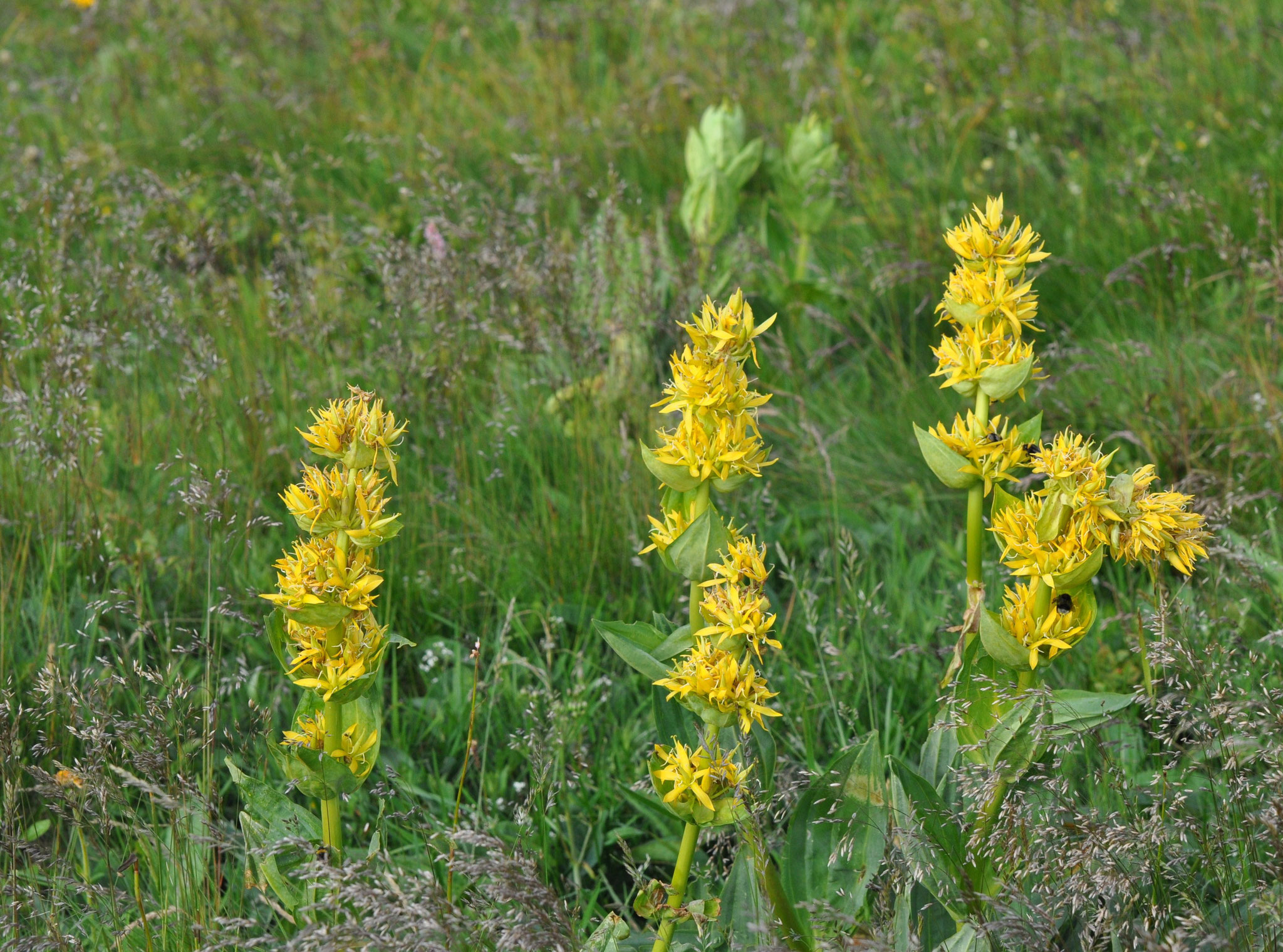 Gentianes jaunes (Massif du Hohneck, Vosges)  Juin 2011