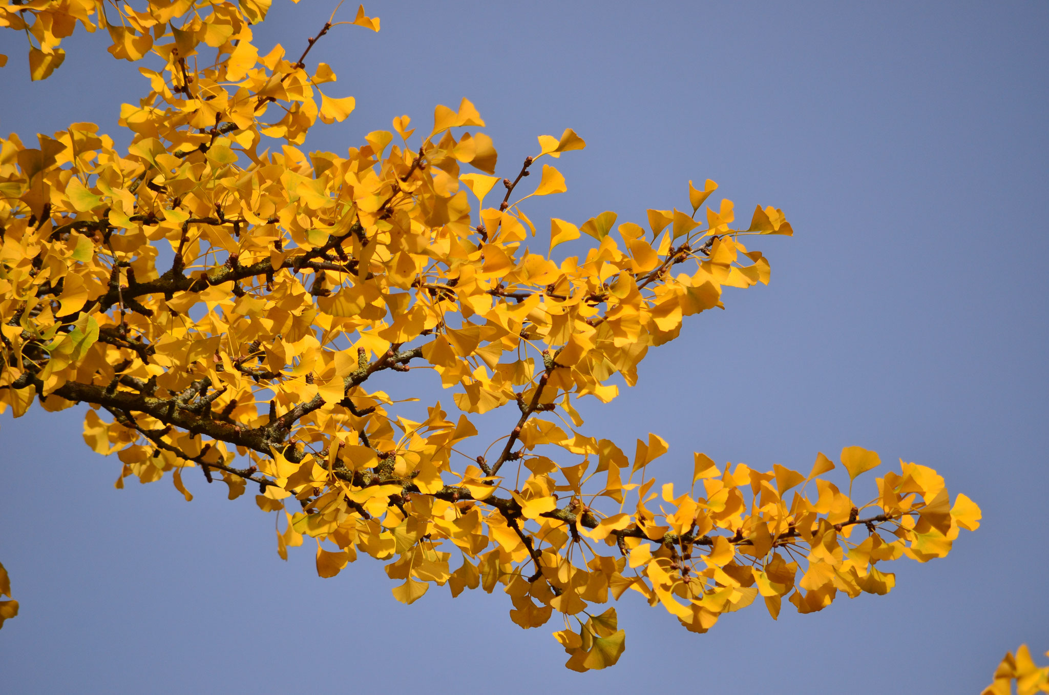 Branche de ginkgo