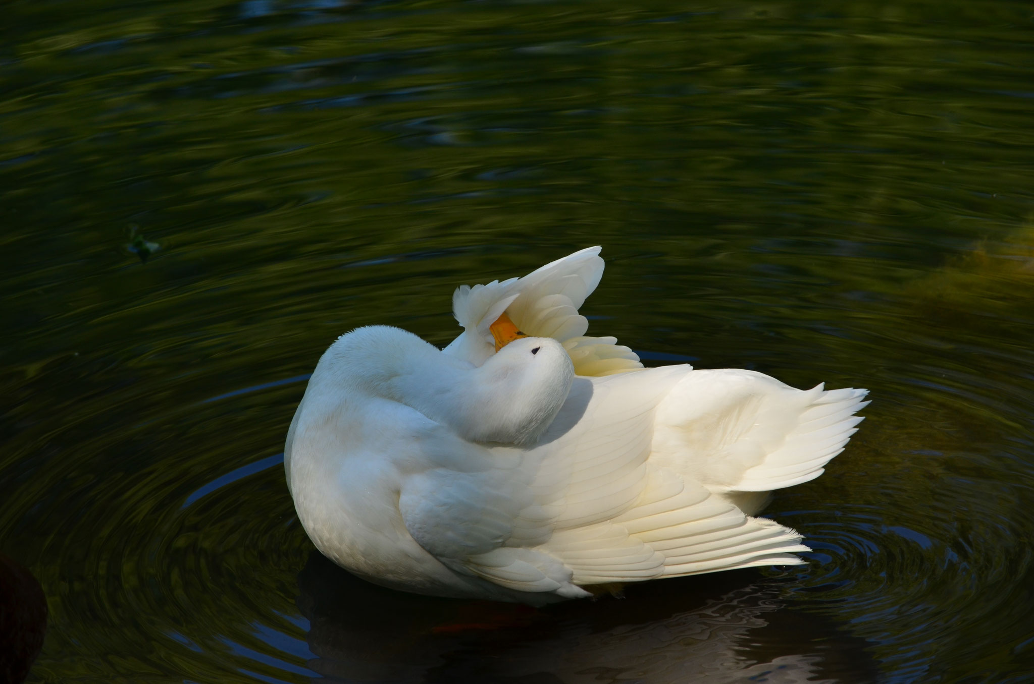 Canard domestique (Alsace, France)