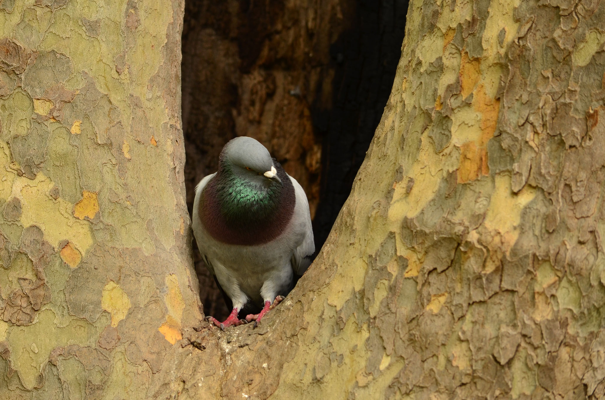 Pigeon biset (Alsace, France)