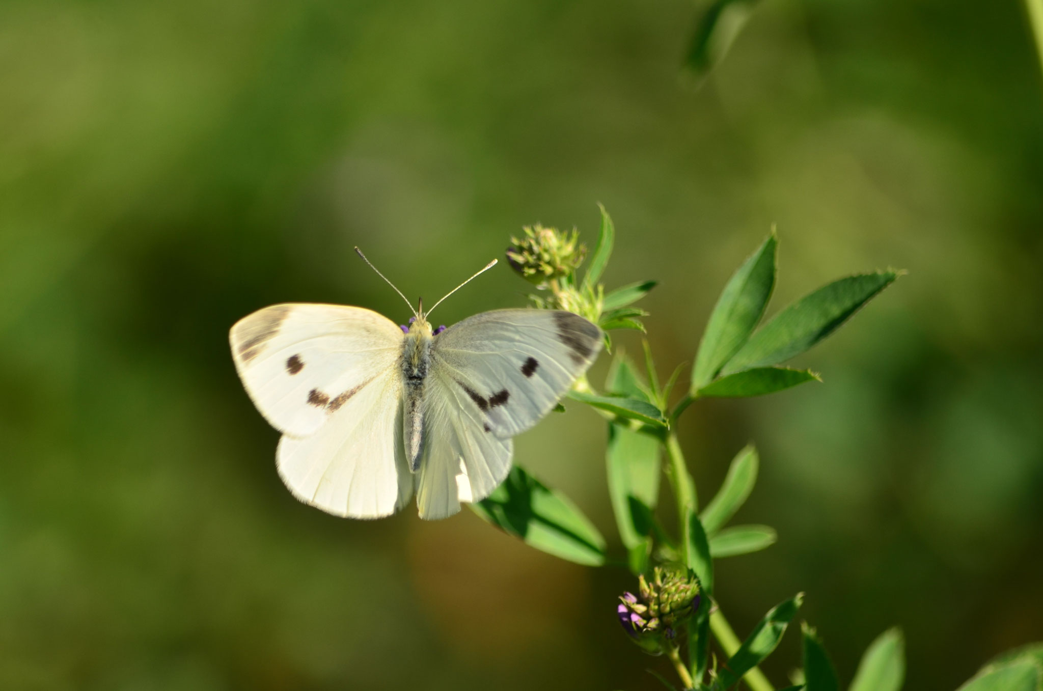 Papillon vole