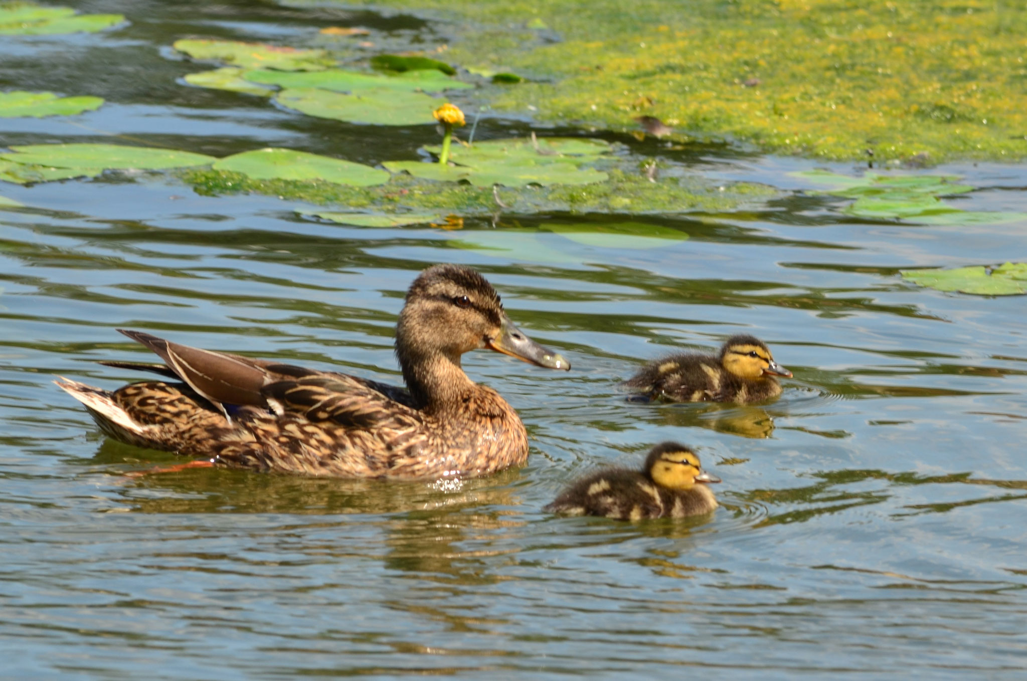 Cane colvert (Alsace, France)