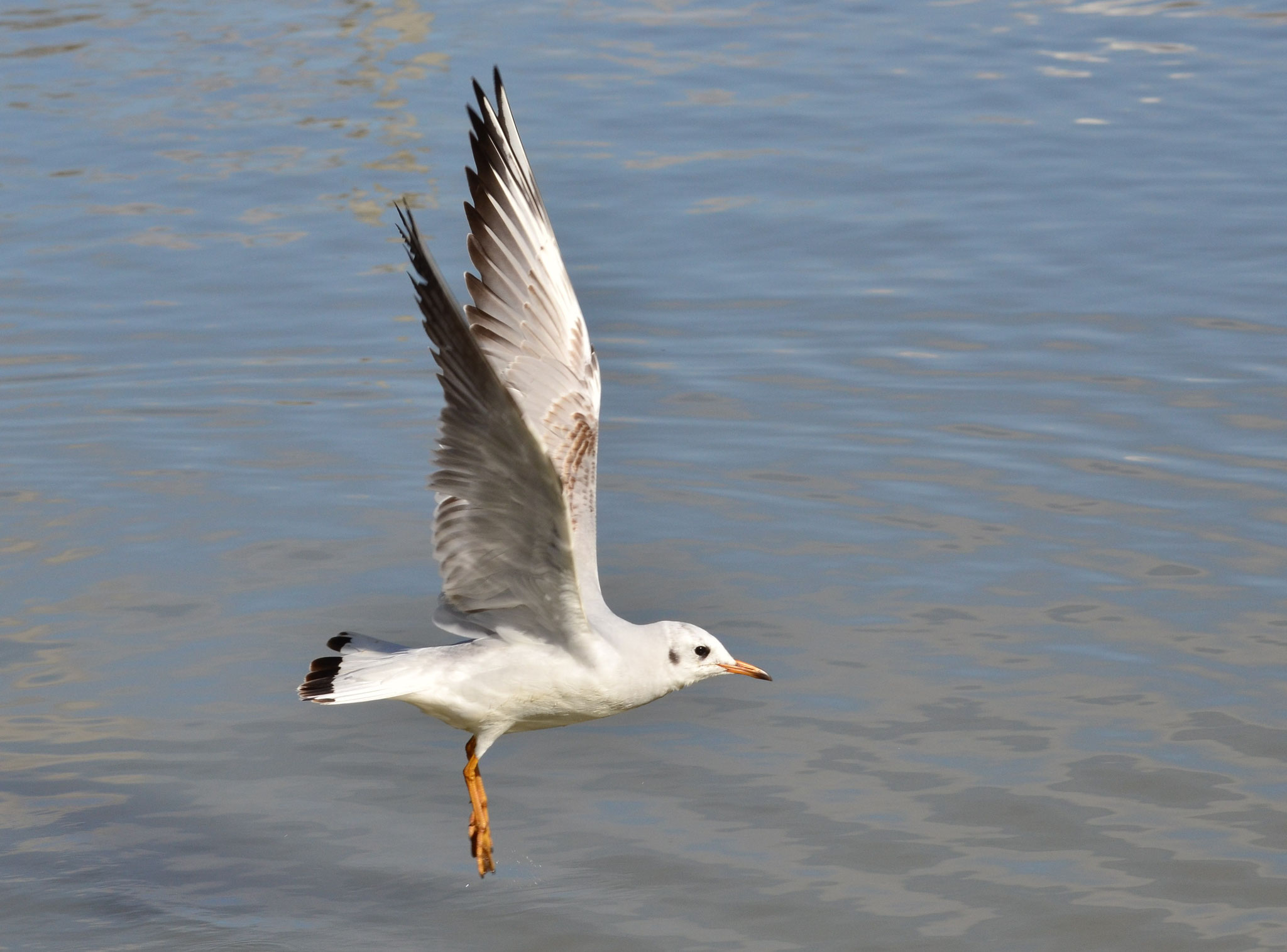 Mouette rieuse (Berge de l'Ill, Haut-Rhin)  Mars 2020