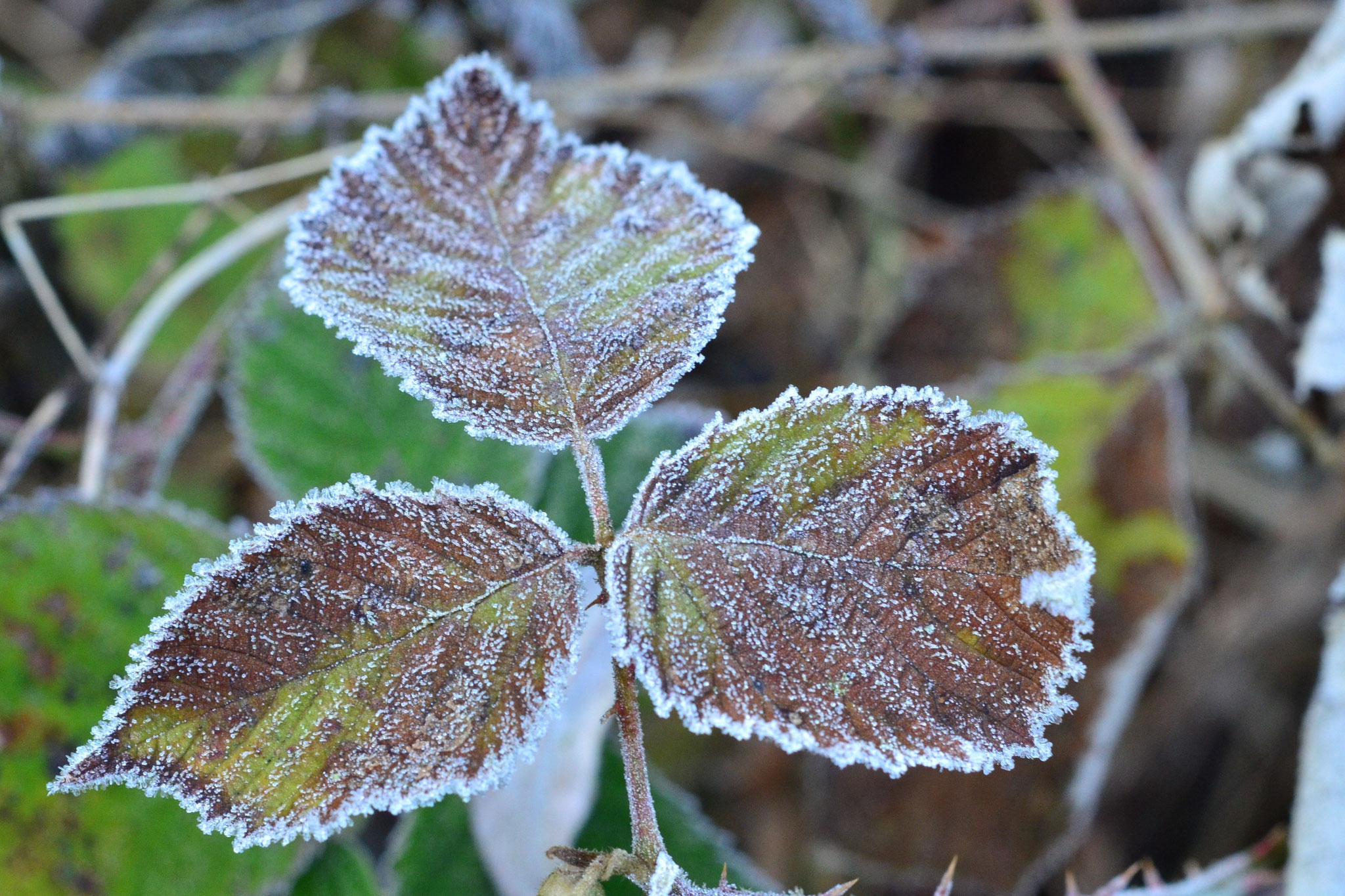 Ourlet de givre