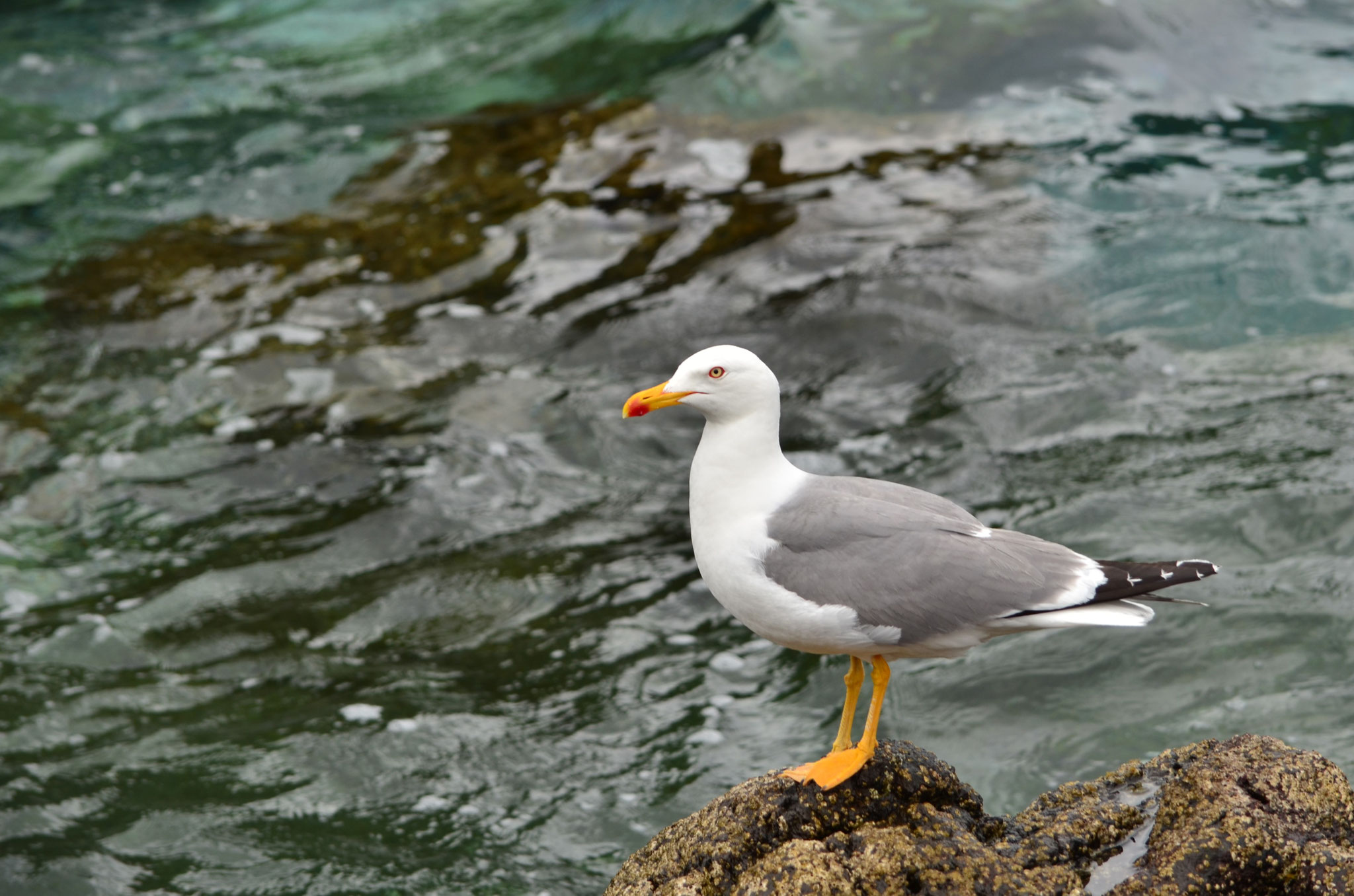 Goéland leucophée (Porto Moniz, Madère)