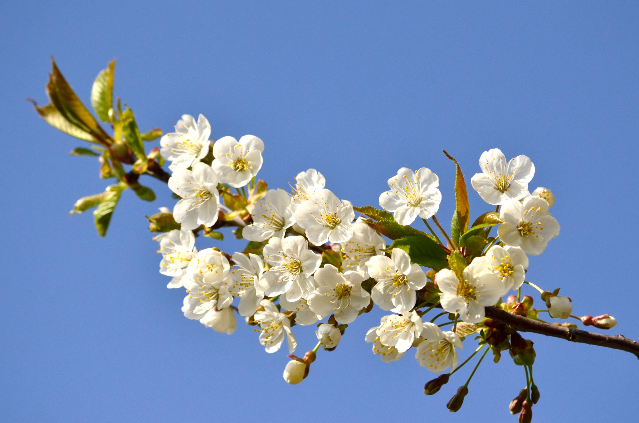 Printemps blanc