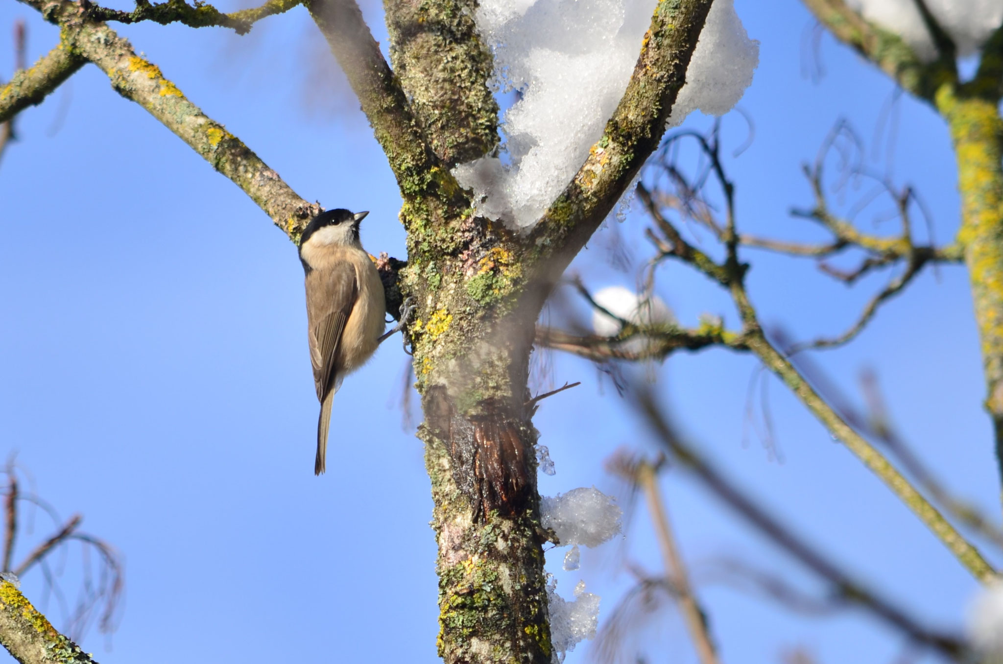 Mésange nonnette (Alsace, France)