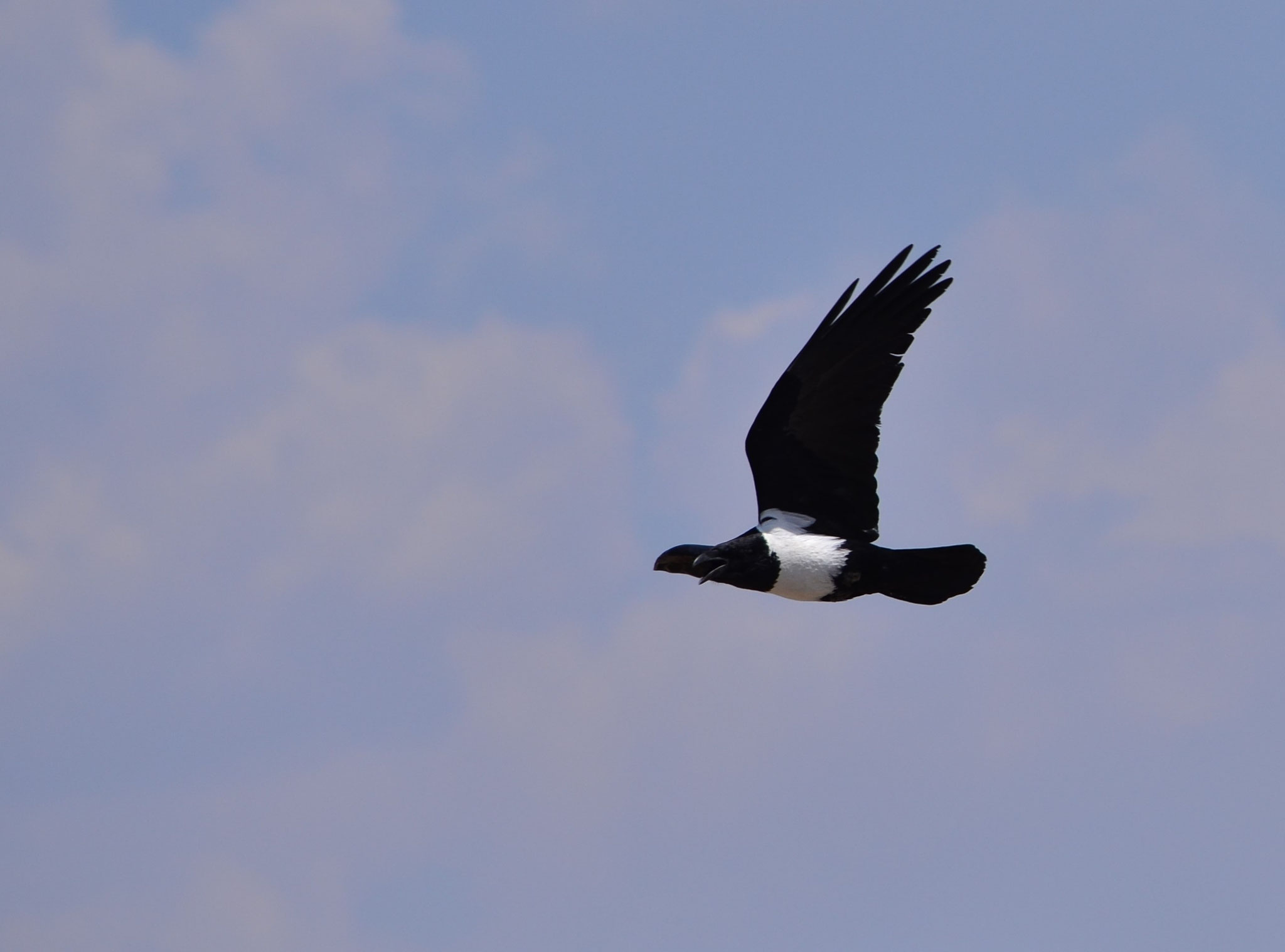 Corbeau pie (parc national d'Etosha, Namibie)  Octobre 2016