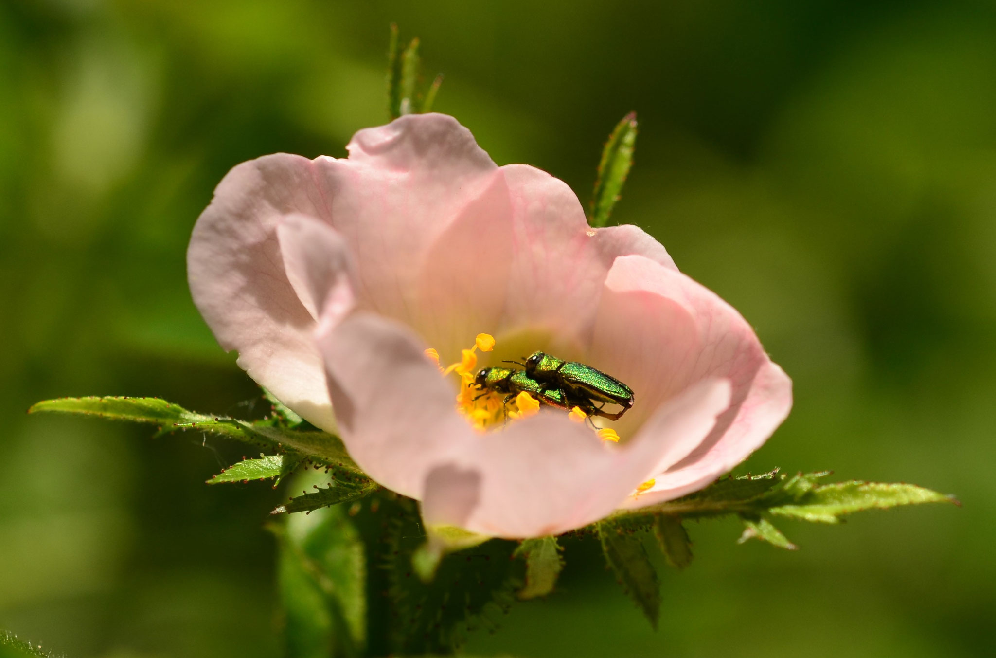 Vivre l'amour dans une fleur